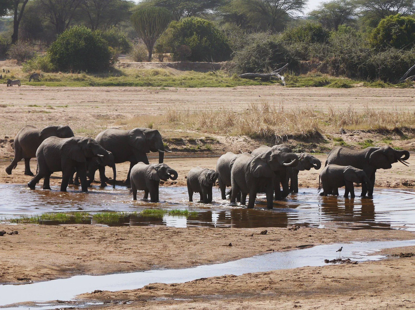 Des éléphants se baignant dans une mare qui rétrécit le long de la Great Ruaha River