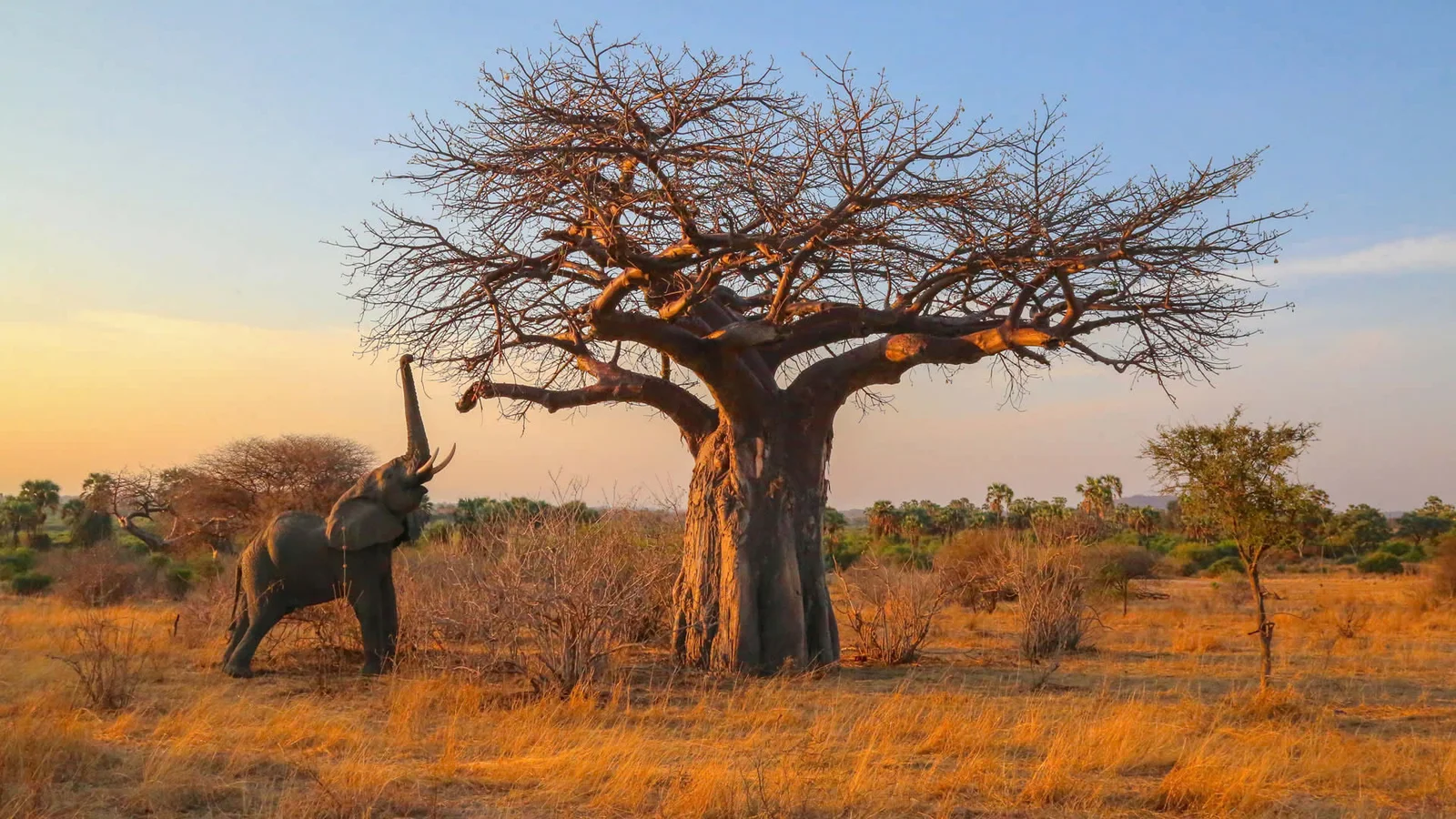 D'anciens baobabs marqués par des décennies d'écorçage par les éléphants à Ruaha