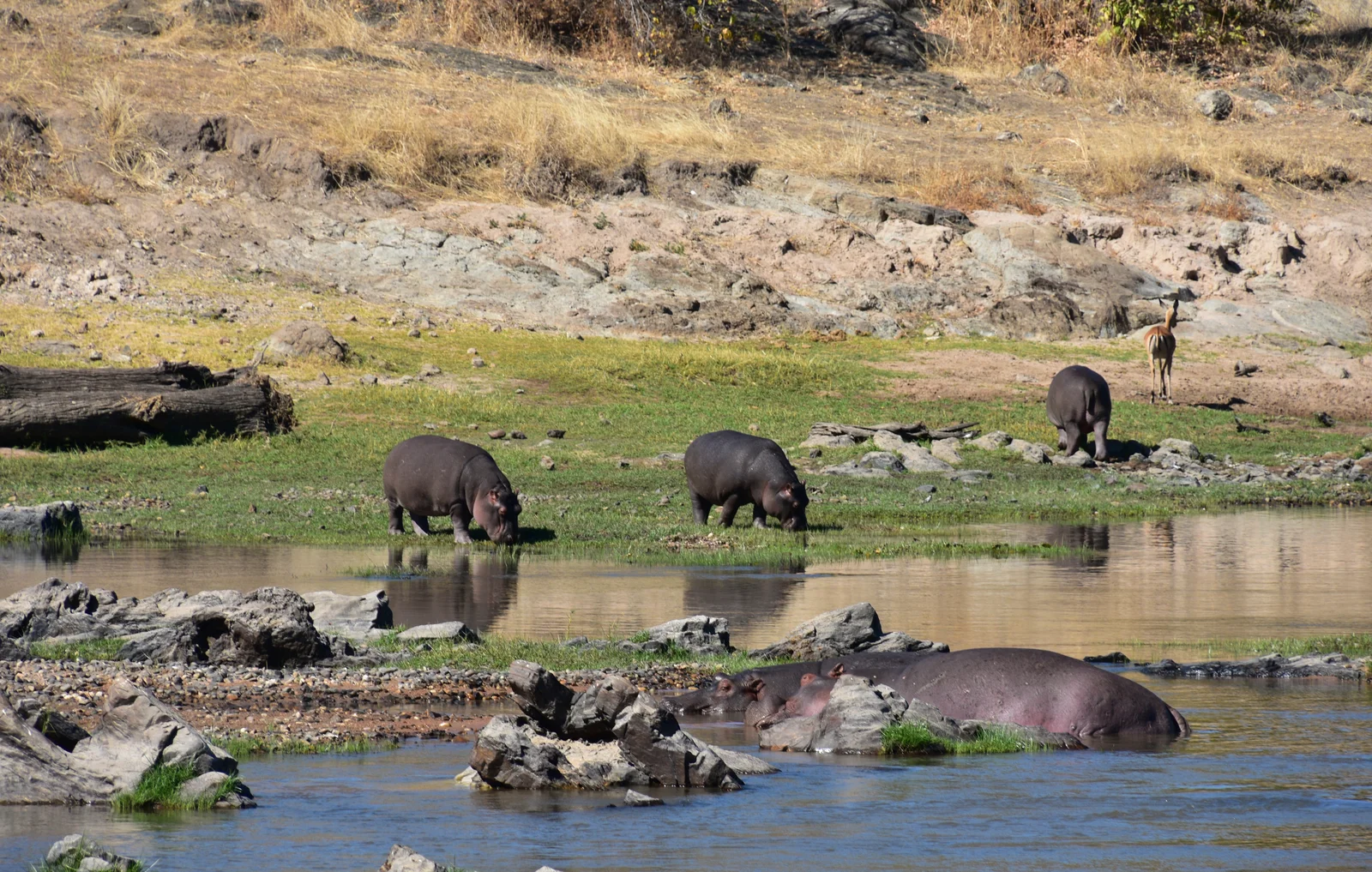 Ein Safari-Land-Cruiser nähert sich dem Msembe Gate am Eingang zum Ruaha-Nationalpark