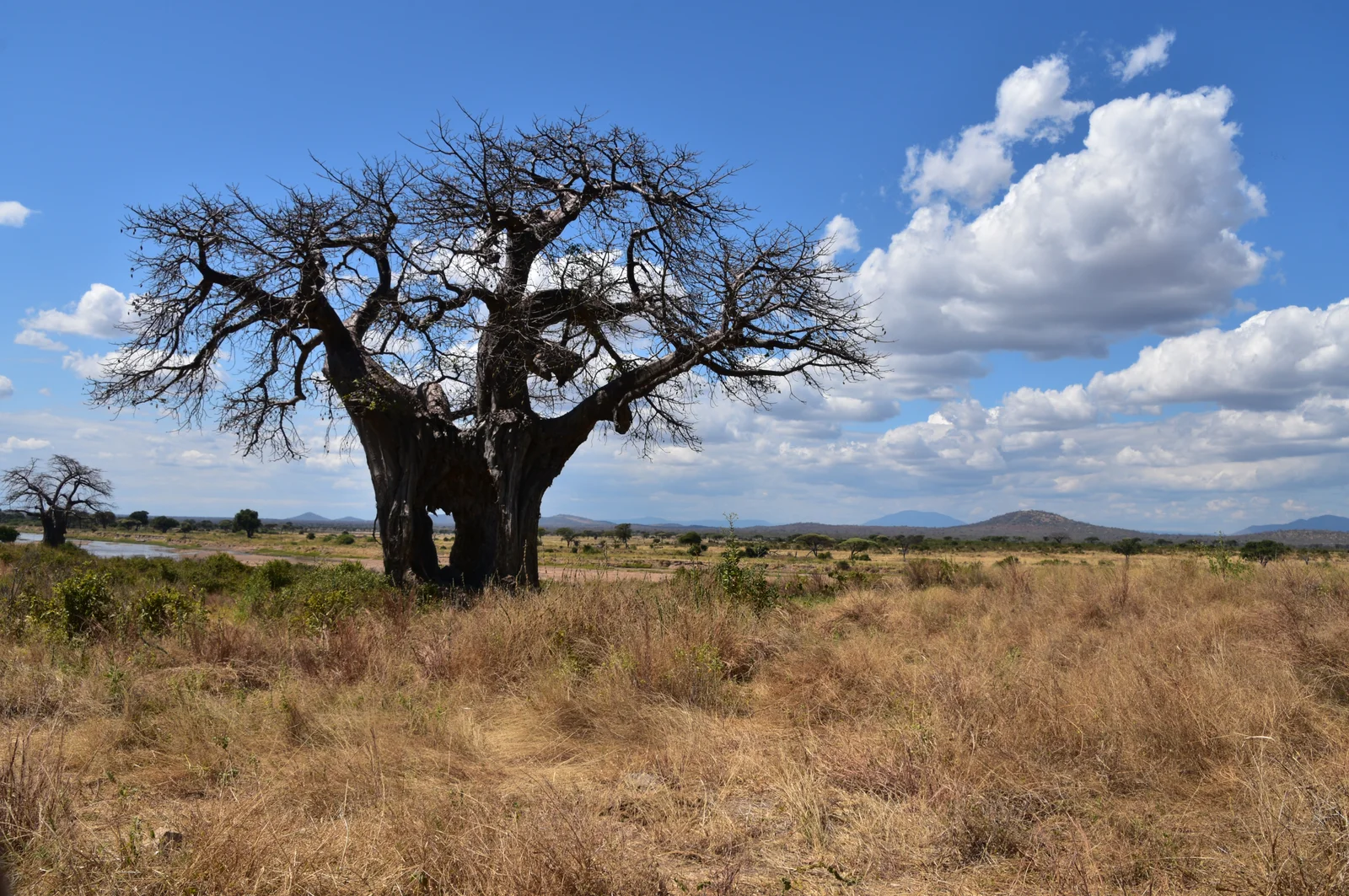 Silhouette von Baobabs bei Sonnenuntergang vor bernsteinfarbenem Himmel im Ruaha-Nationalpark