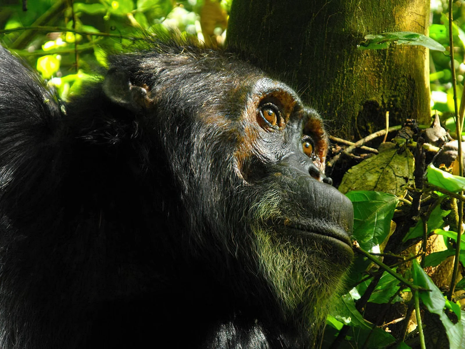 Schimpanse im tropischen Blätterdach von Rubondo Island, Nachfahre des Zoo-Rettungsprogramms der 1960er-Jahre