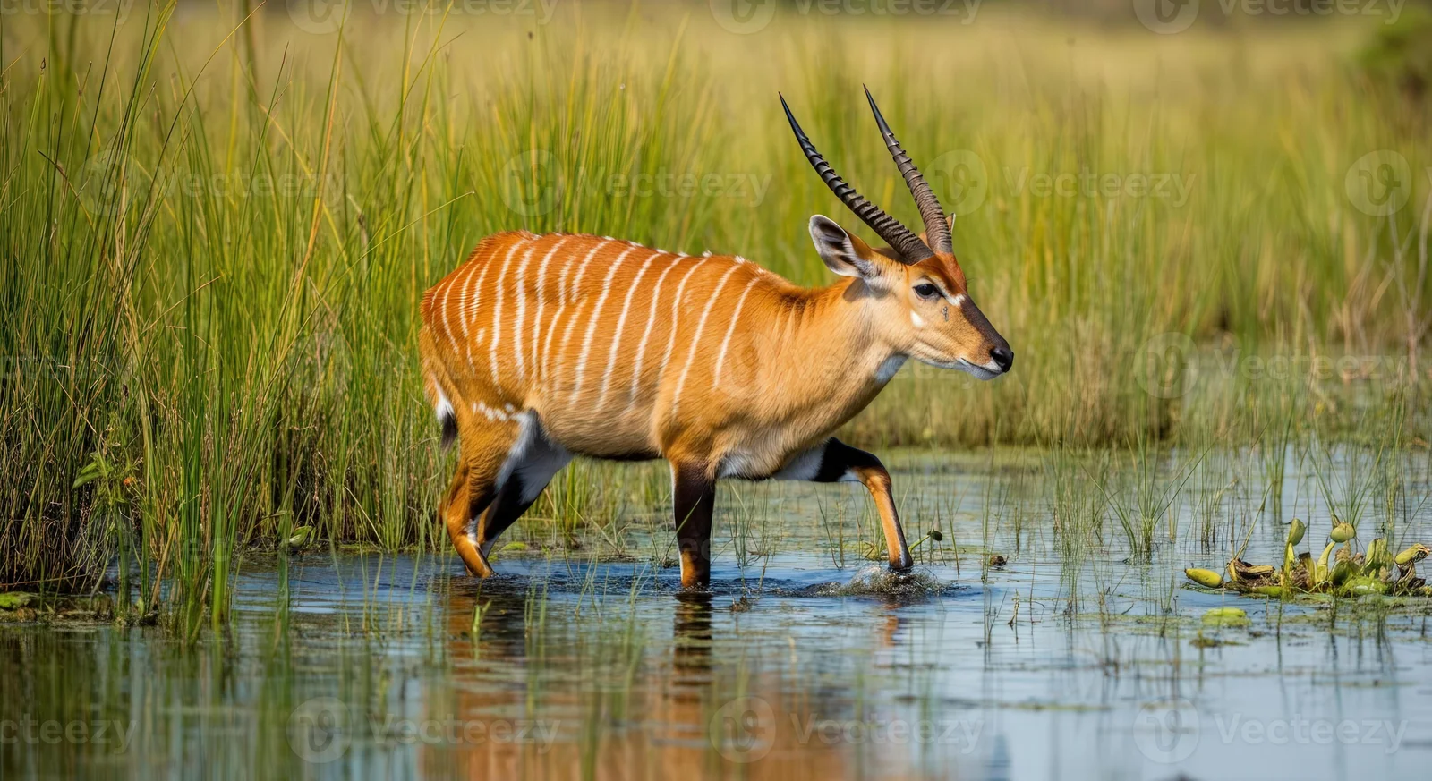 Sitatunga watet durch einen Papyrussumpf auf Rubondo Island