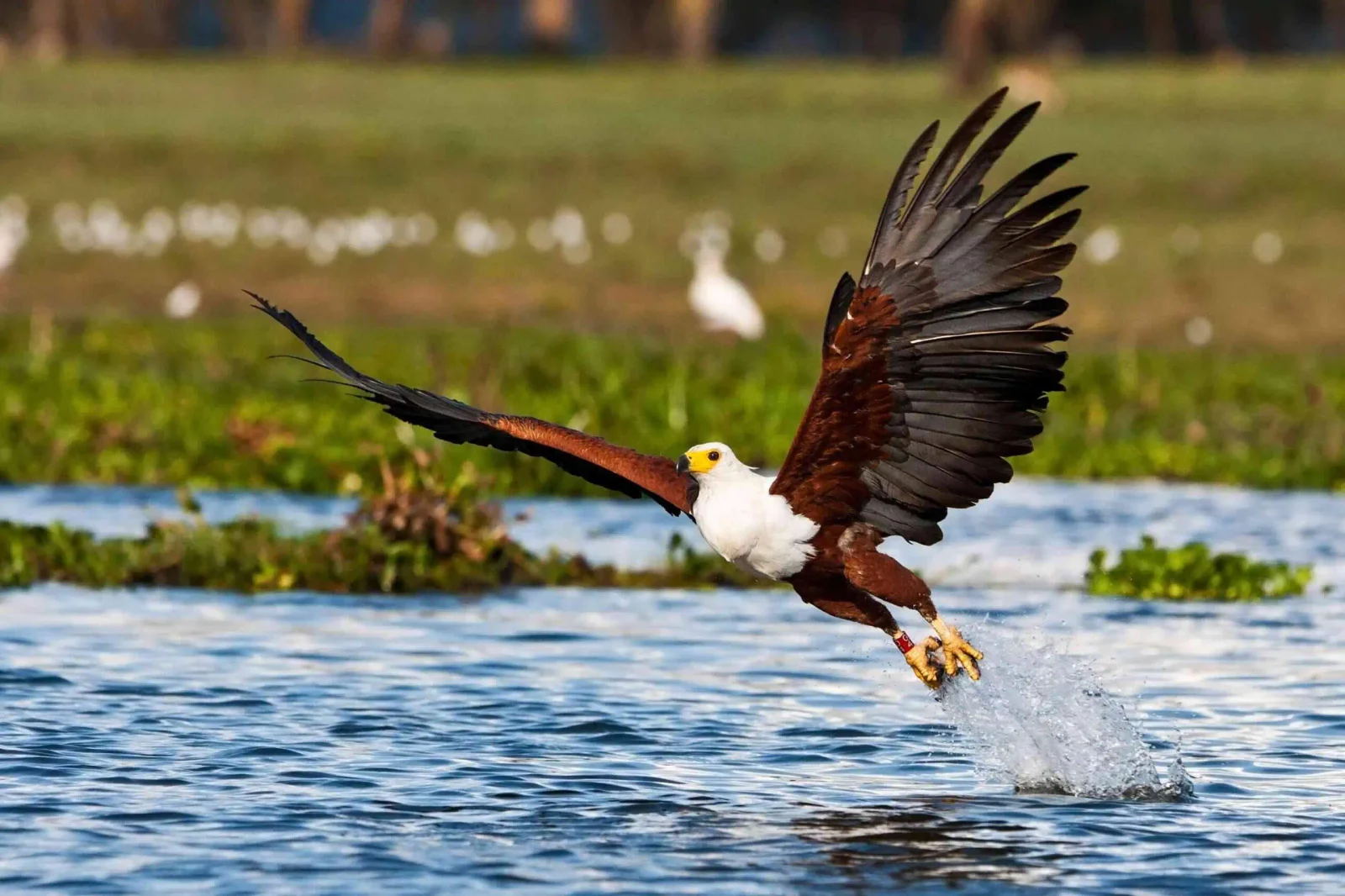 Schreiseeadler auf einem Ast am Seeufer von Rubondo