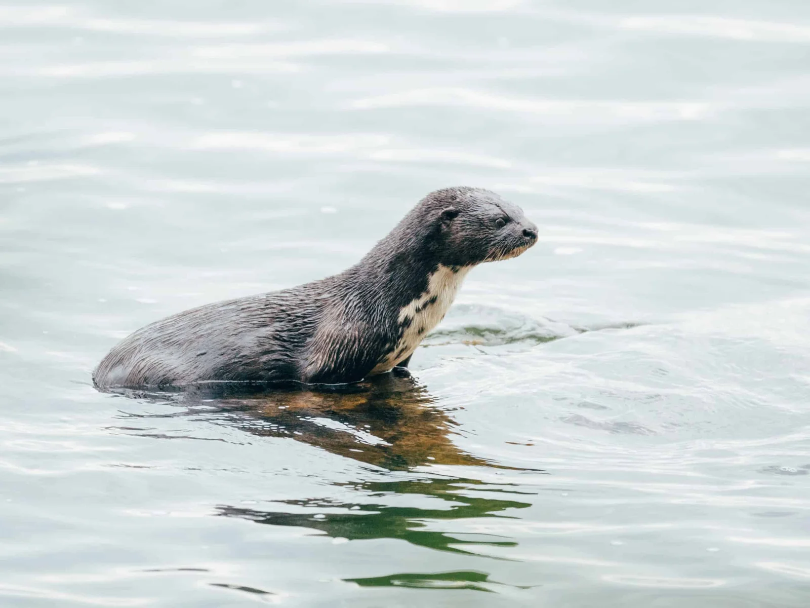 Fleckenhalsotter bei der Fischjagd in den Untiefen des Lake Victoria