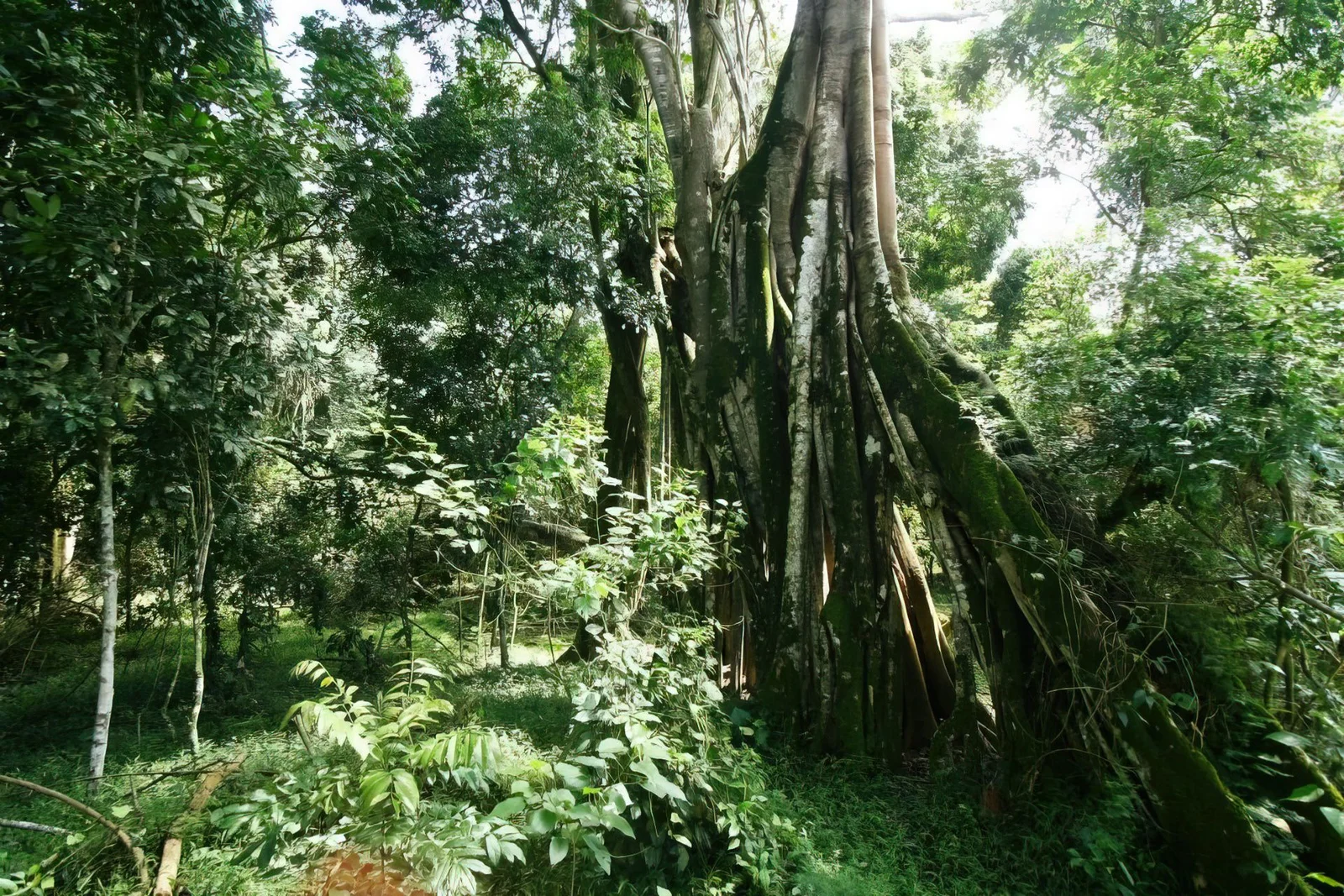 Dichtes tropisches Waldinneres auf Rubondo Island mit Lichtstrahlen, die das Kronendach durchdringen