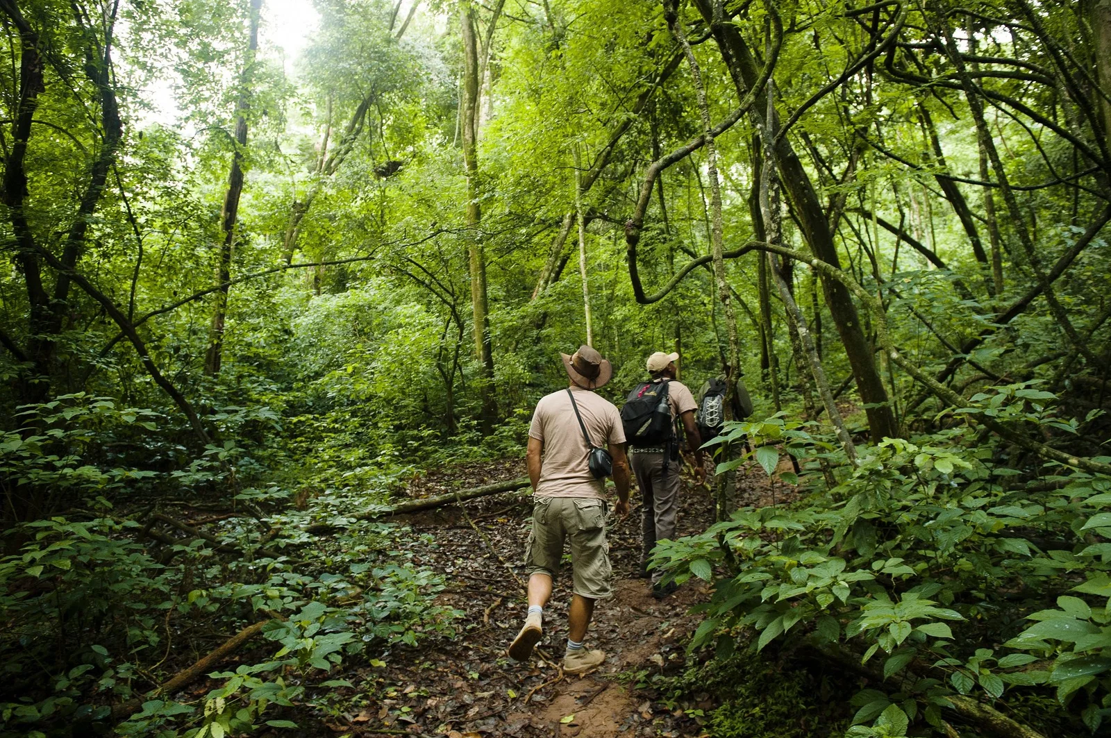 Waldpfad auf Rubondo Island in der Trockenzeit mit festem Untergrund und klaren Wegen