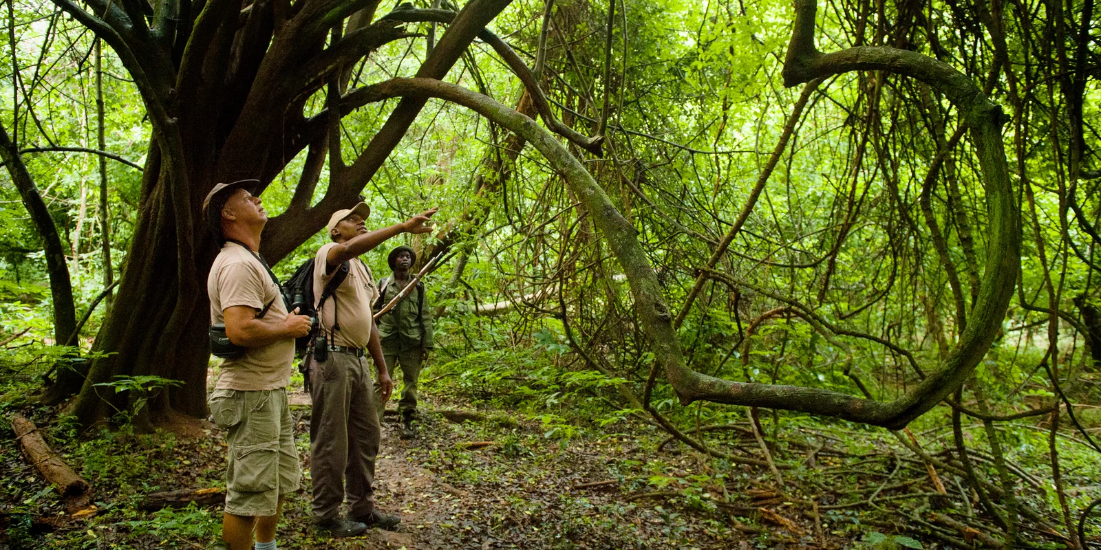 Geführte Schimpansen-Tracking-Wanderung durch das dichte Waldunterholz von Rubondo Island