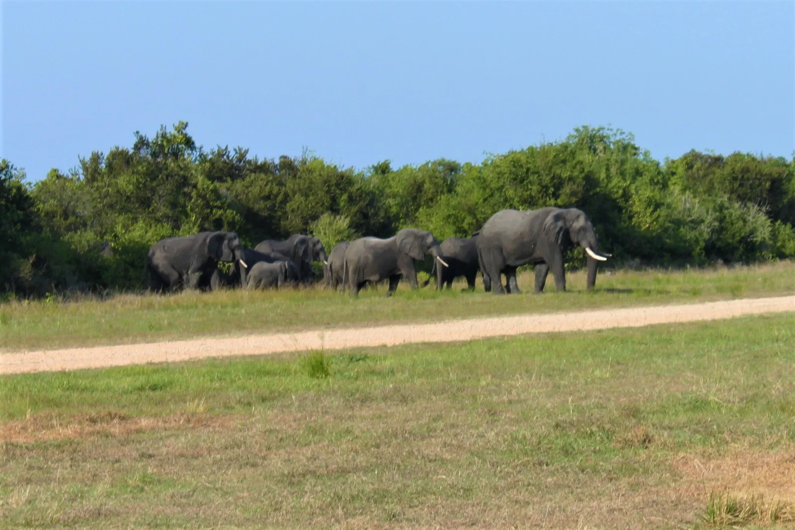 Elefantenherde, die am Strand des Saadani-Nationalparks entlangläuft, mit dem türkisfarbenen Indischen Ozean im Hintergrund