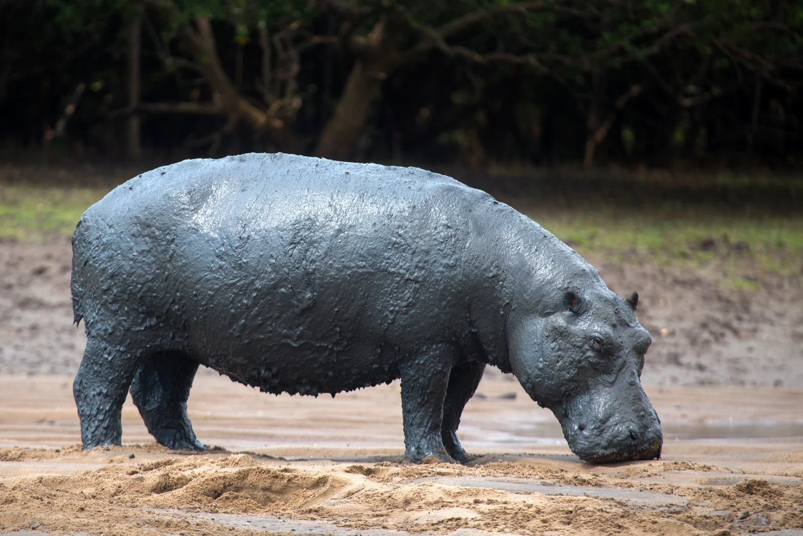 Groupe d'hippopotames faisant surface dans la rivière Wami pendant un safari en bateau à Saadani