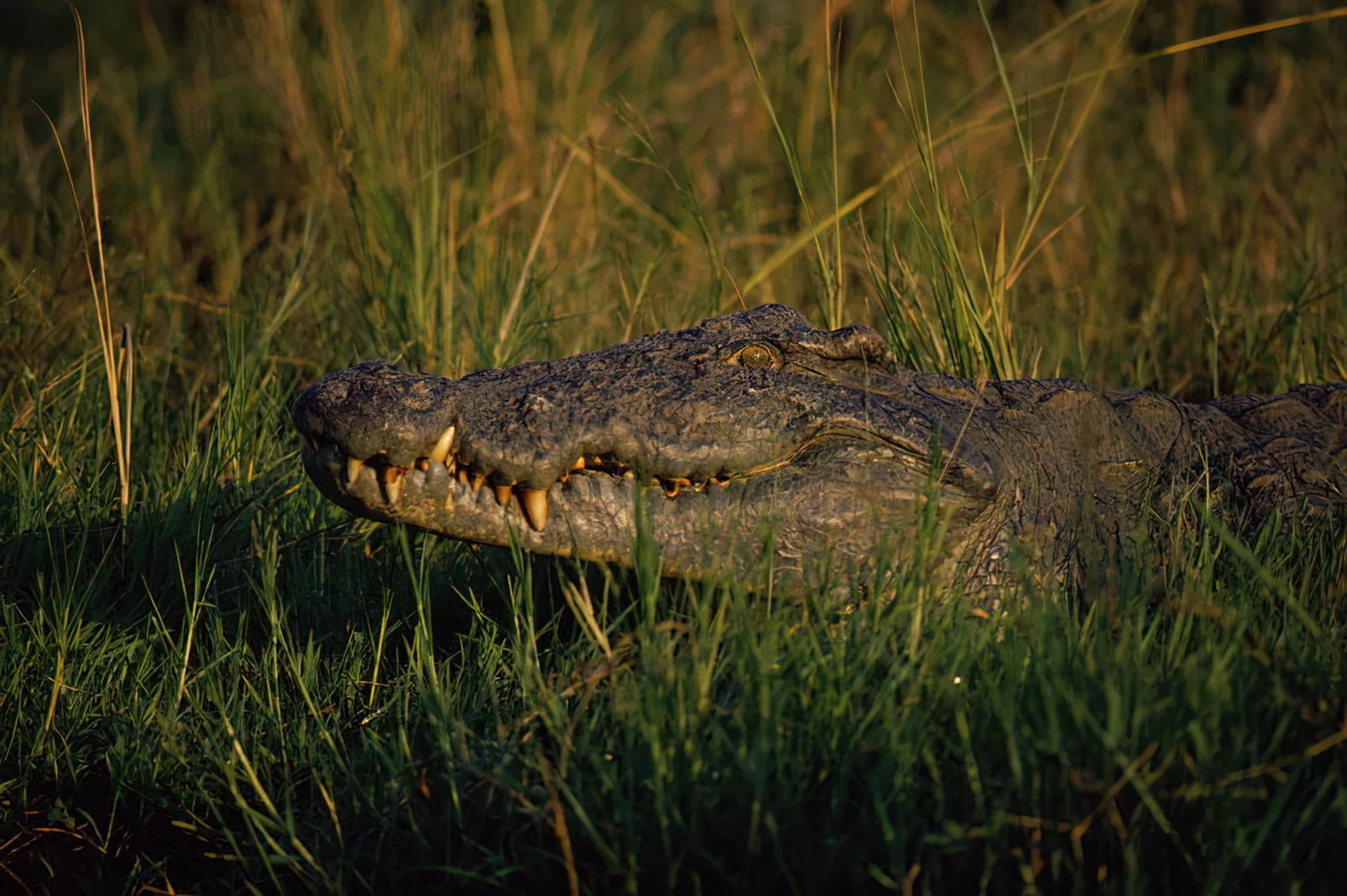 Grand crocodile du Nil se prélassant sur un banc de boue le long de la rivière Wami