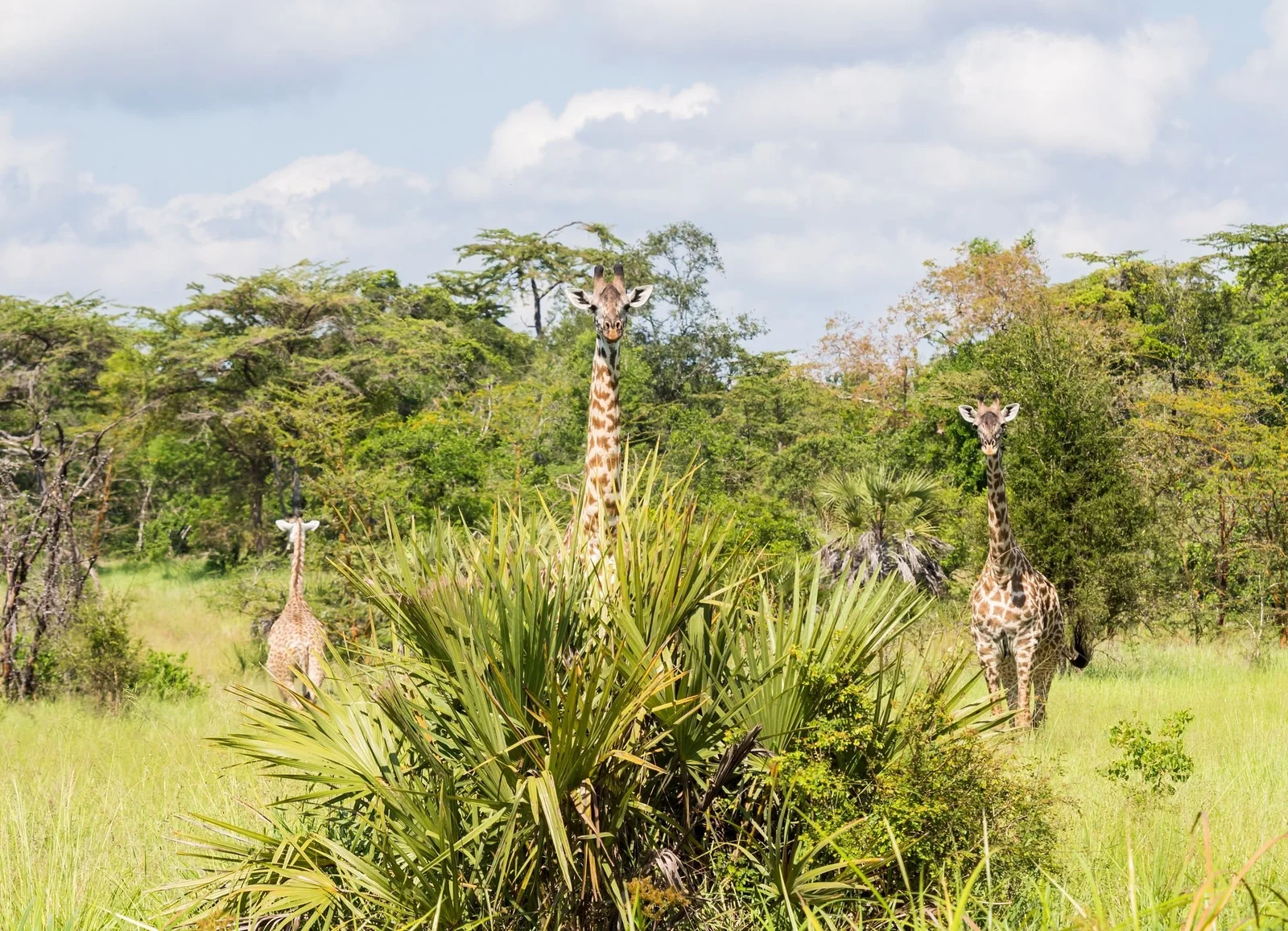 Saison verte à Saadani avec une végétation côtière luxuriante et des formations nuageuses spectaculaires au-dessus de l'océan Indien