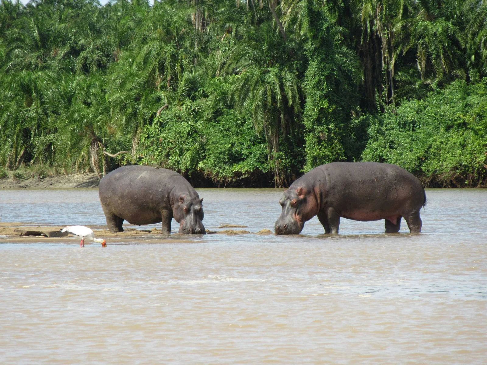 Hippopotames visibles depuis la terrasse du Sanctuary Saadani River Lodge sur la rivière Wami