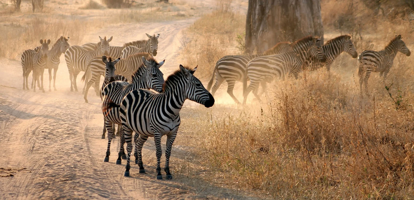 Safarifahrzeug auf einer Küstenpiste in Saadani mit einer Gnu-Herde und dem am Horizont glitzernden Indischen Ozean