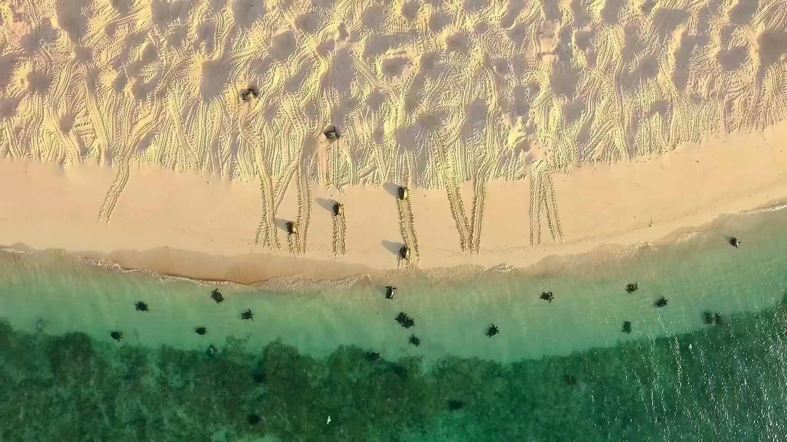 Traces de nidification de tortues vertes traversant le sable de la plage au Saadani National Park