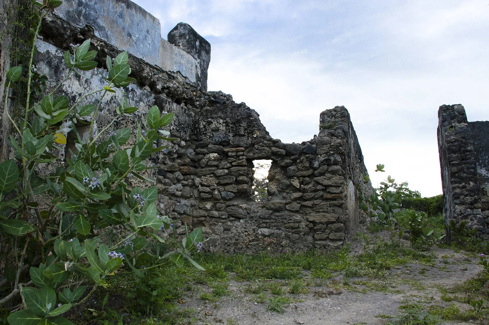 Verfallende Ruinen aus Korallenstein des alten Saadani-Dorfes, die von der Küstenvegetation zurückerobert werden