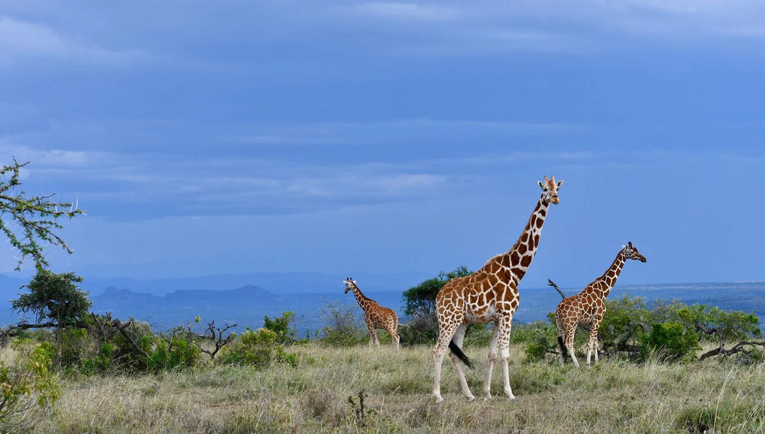 Eine Netzgiraffe trinkt aus dem Ewaso Ng'iro River, im Hintergrund Doumpalmen und im Vordergrund roter Boden