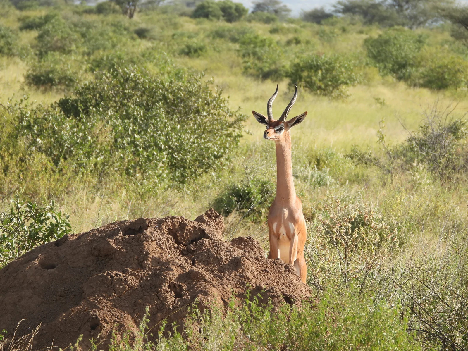 Ein Gerenuk steht aufrecht auf den Hinterbeinen, um im goldenen Nachmittagslicht von einer hohen Akazie zu äsen