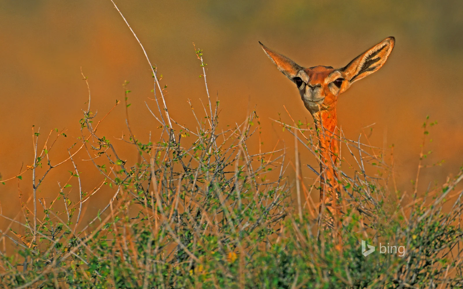 Ein männlicher Gerenuk äst auf den Hinterbeinen stehend Akazienzweige in drei Metern Höhe, vor rotem Fels und blauem Himmel