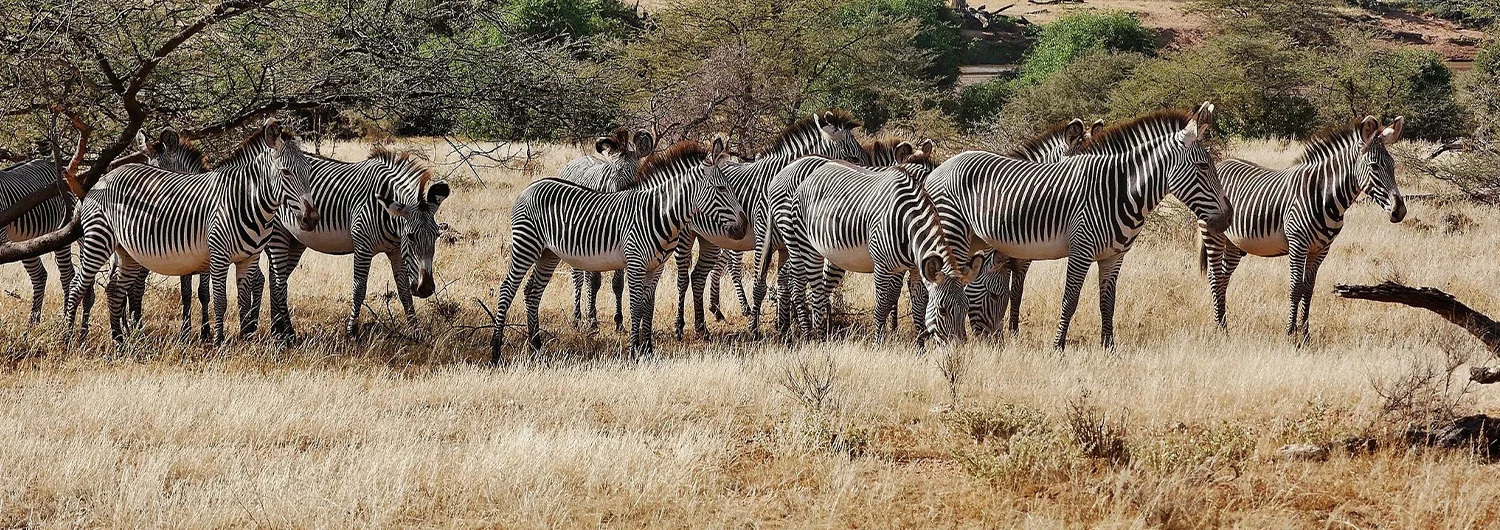 Eine dicht beieinanderstehende Grevy-Zebra-Herde in Buffalo Springs im späten Vormittagslicht, die schmalen Streifen im Sonnenlicht