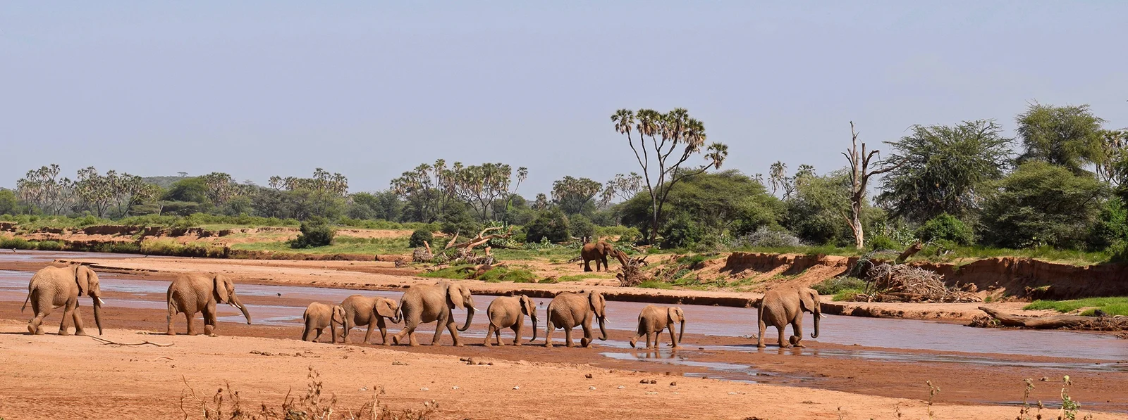 Eine Elefantenherde durchquert den Ewaso Ng'iro bei Niedrigwasser Ende August — die Szene, die Samburus Hochtrockenzeit definiert, und die Save-the-Elephants-Forschungsfamilien, die diesen Fluss seit drei Jahrzehnten durchstreifen.