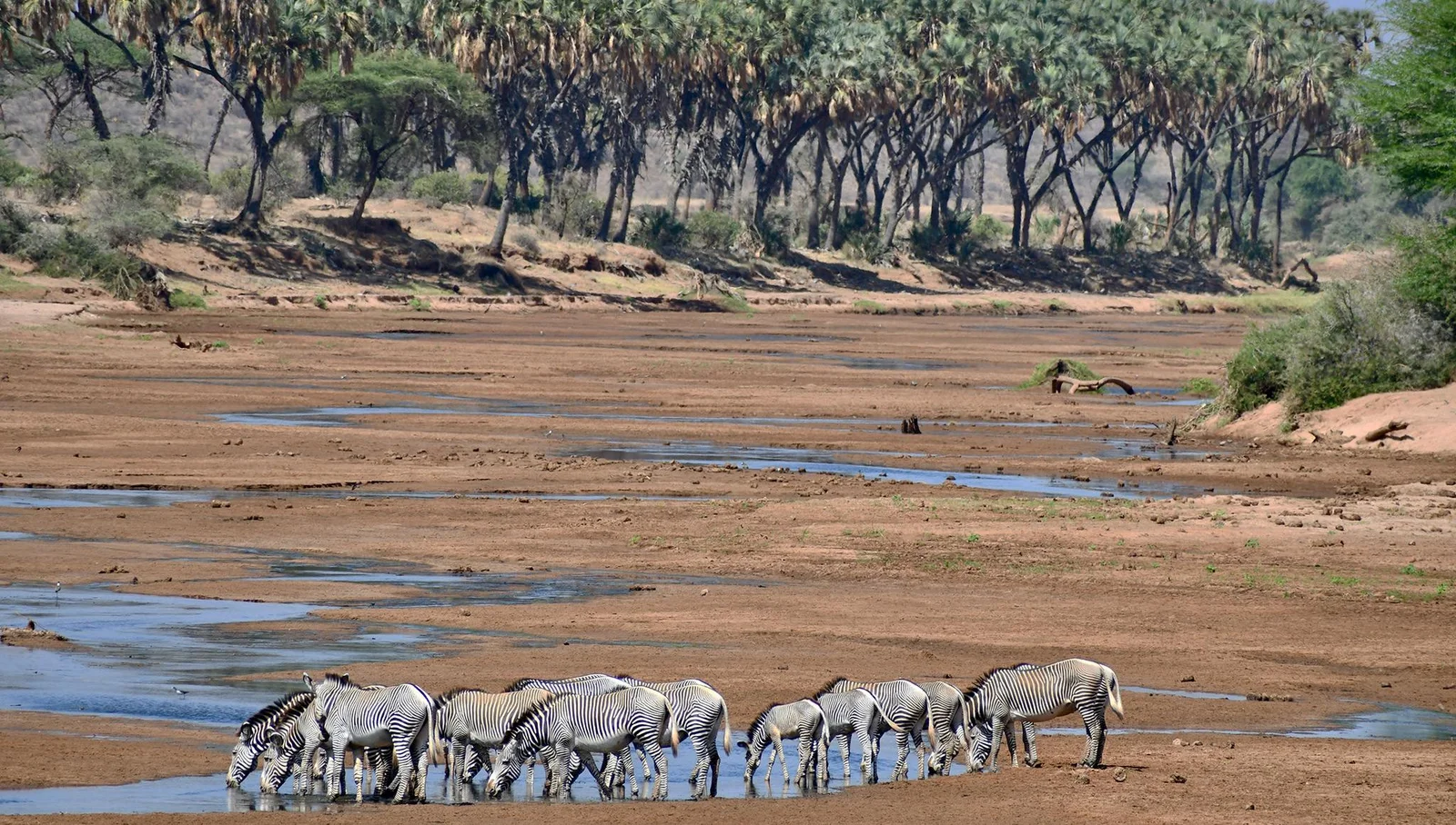 Der Ewaso Ng'iro im Morgengrauen — der Fluss ist die Lebensader des gesamten Samburu-Ökosystems, und die Lage jedes Camps relativ zu ihm prägt die Safari.