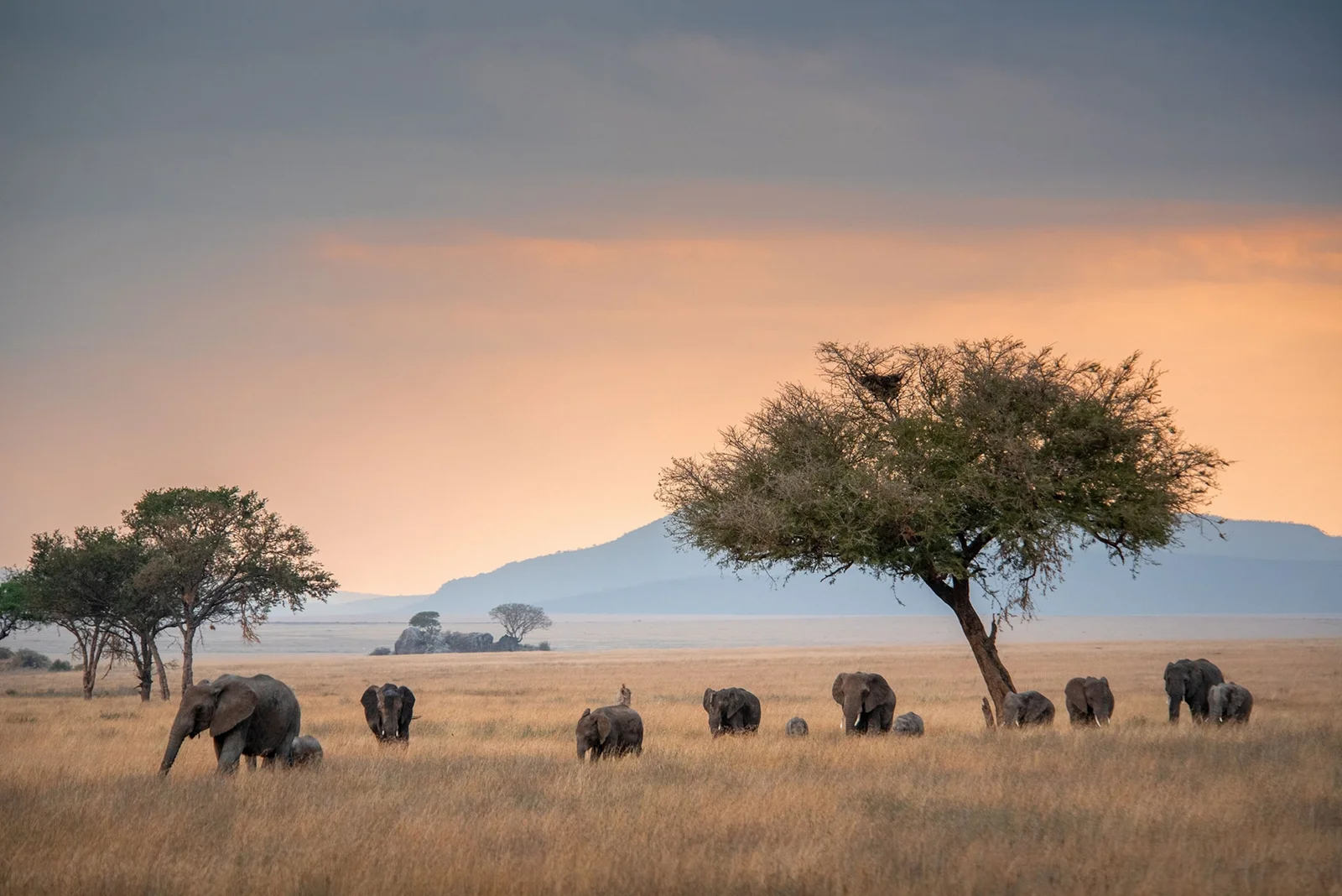 Die Ebenen der Serengeti erstrecken sich bis zum Horizont im goldenen Licht
