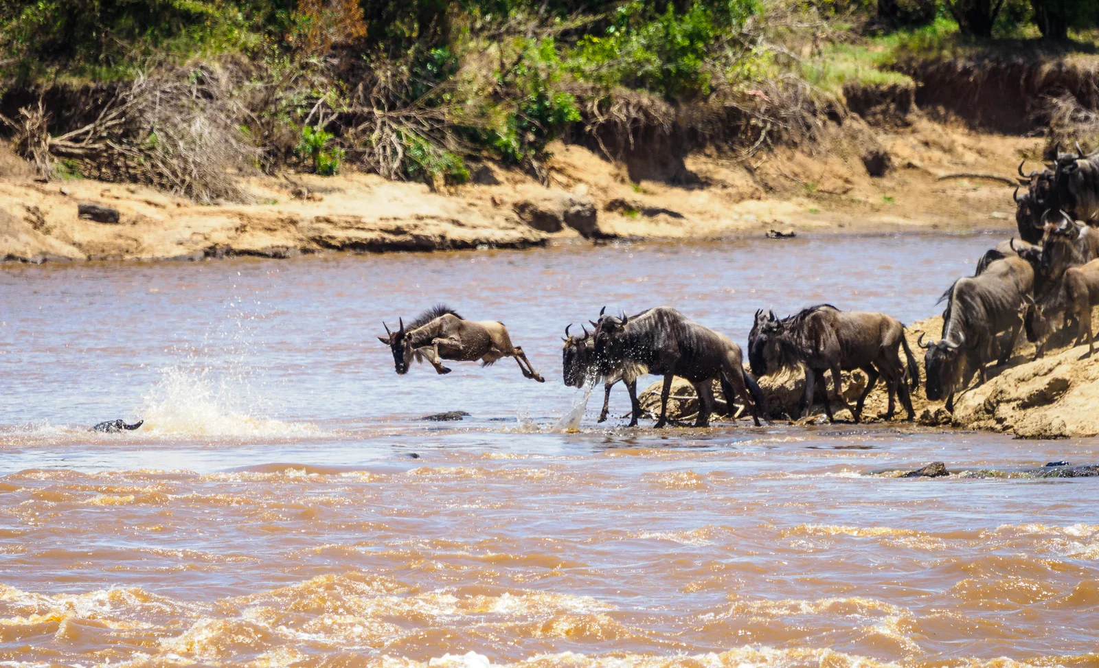 Gnu-Herde überquert den Mara-Fluss während der Great Migration