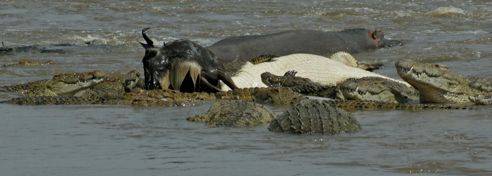 Nilkrokodil im Hinterhalt an der Übergangsstelle des Grumeti-Flusses