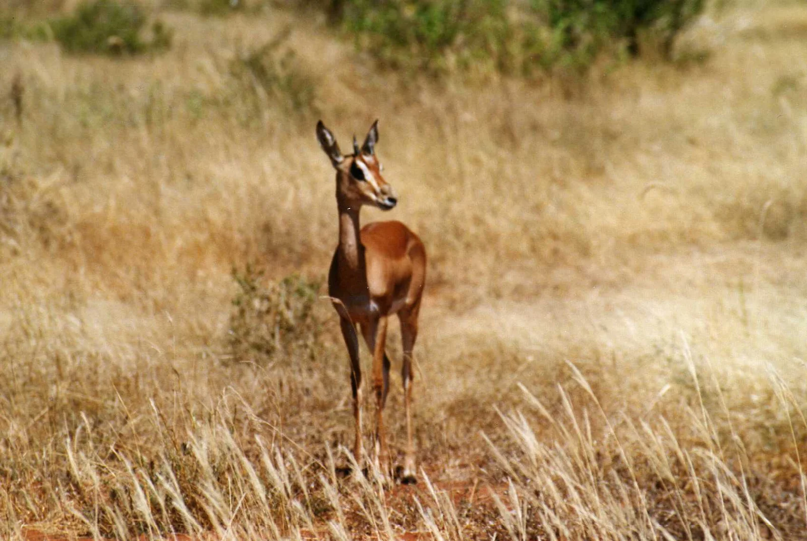 Serengeti Trockenzeit — goldene Savanne und konzentrierte Tierwelt