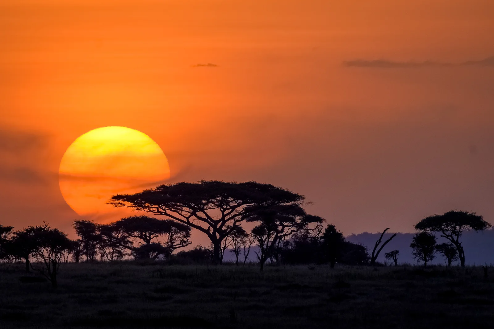 Serengeti-Sonnenuntergang-Silhouette mit Akazienbaum und Safarifahrzeug
