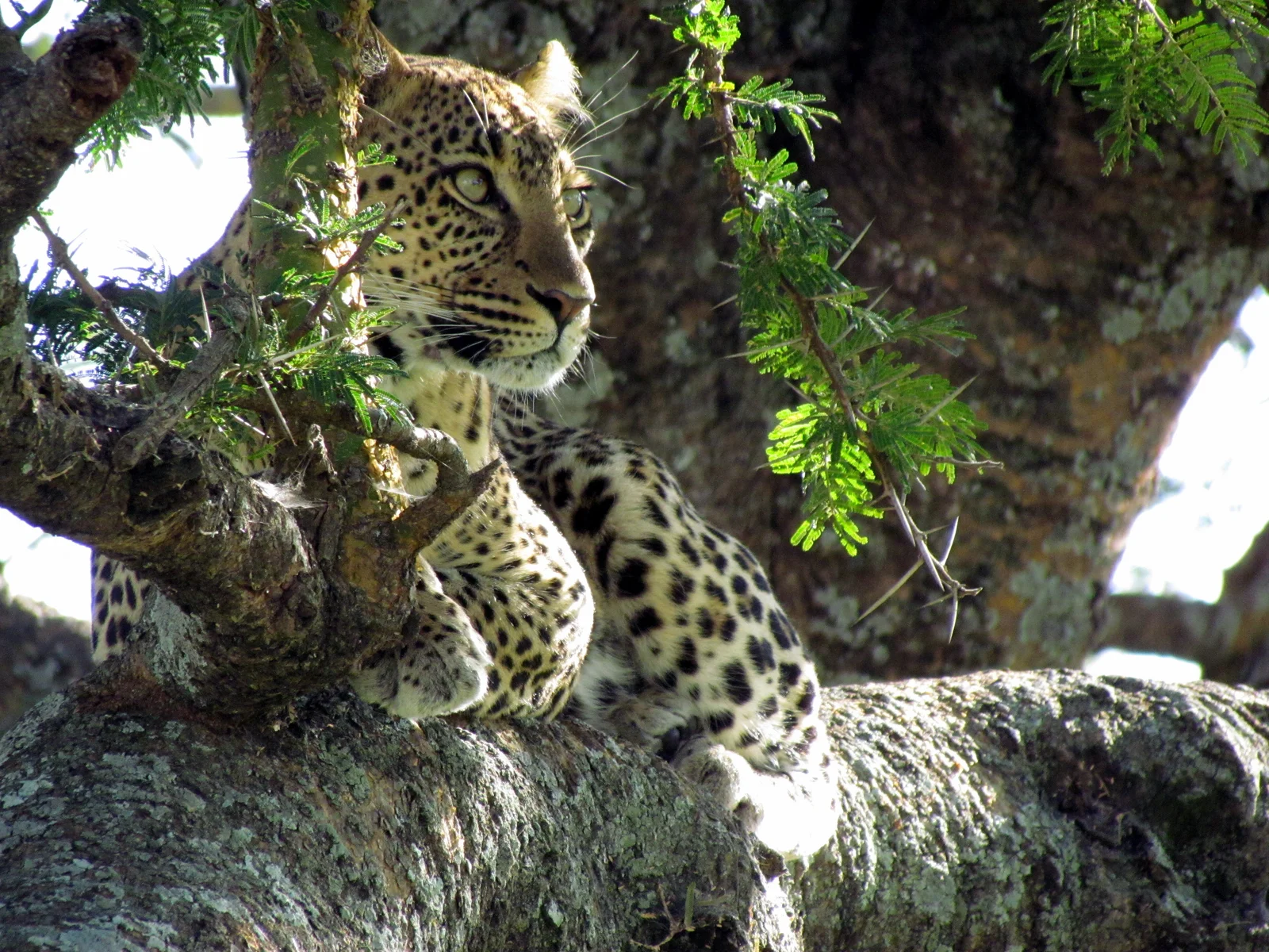 Leopard ruht in einem Wurstbaum, während gesprenkeltes goldenes Licht durch das Blätterdach fällt