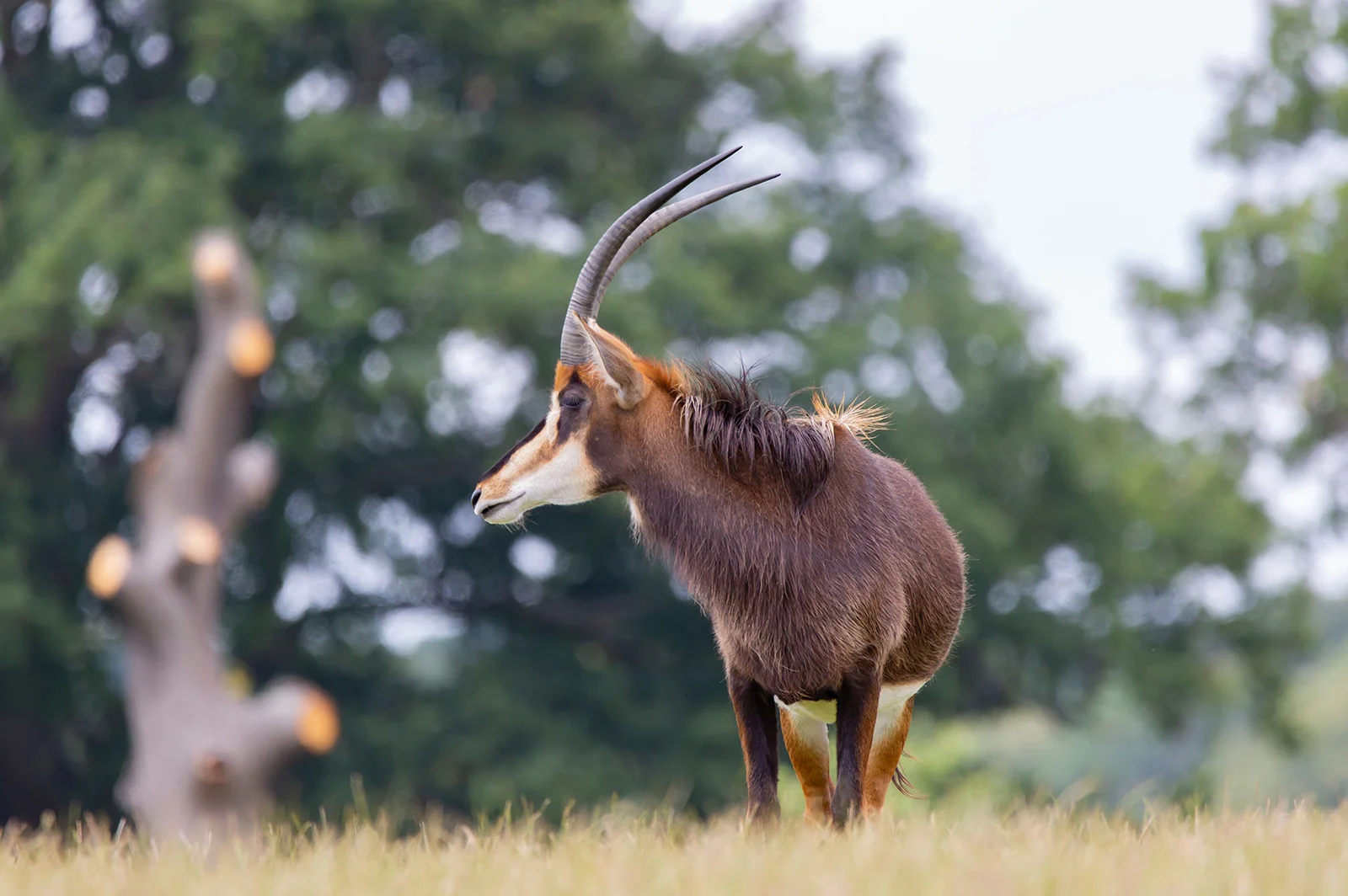 Un mâle antilope sable de Roosevelt sur le plateau herbeux et découvert de Shimba — robe noire, ventre blanc, cornes incurvées en cimeterre au-dessus des épaules