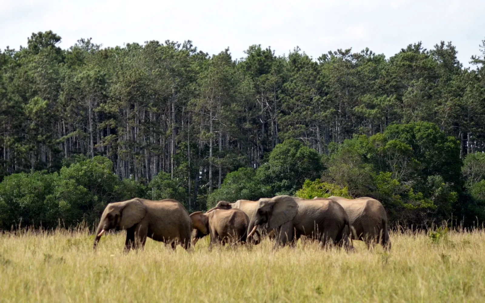 Un petit troupeau d'éléphants de forêt se déplaçant sur une piste dans la forêt côtière de Shimba, sous une canopée verdoyante