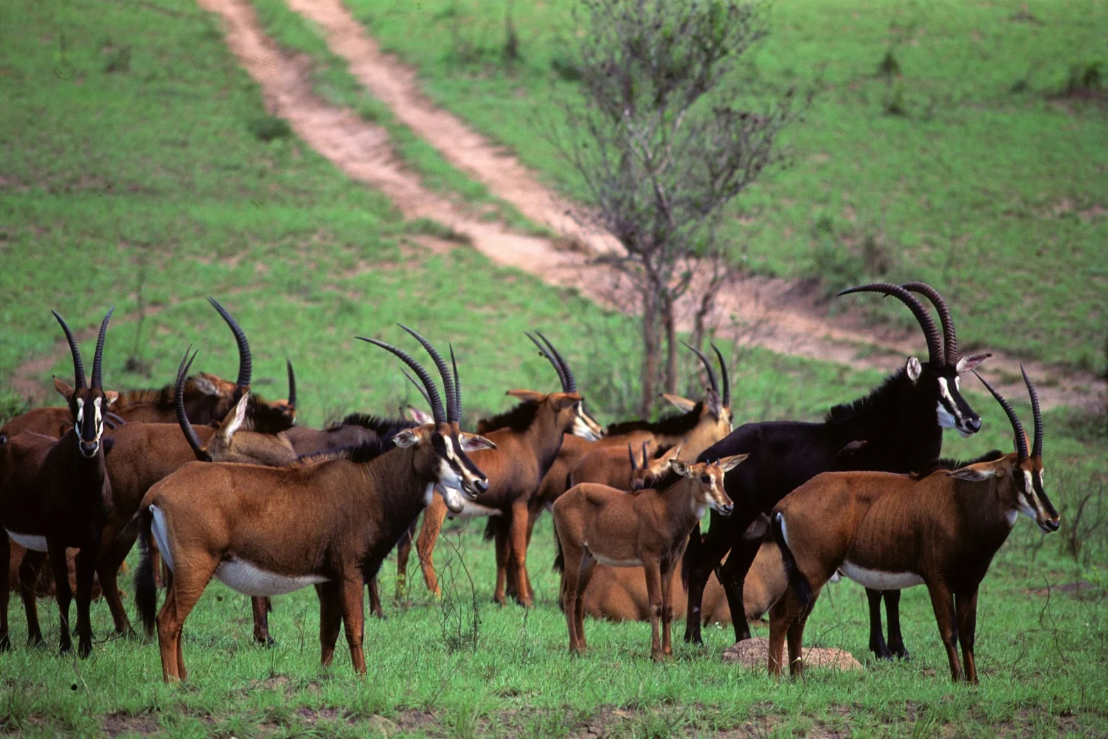 Eine Roosevelt-Sable-Familiengruppe am offenen Graslandrand des Shimba-Waldes — Kenias einzige überlebensfähige Population, rund 100 Tiere, der gesamte nationale Bestand an einem einzigen Nachmittag sichtbar.
