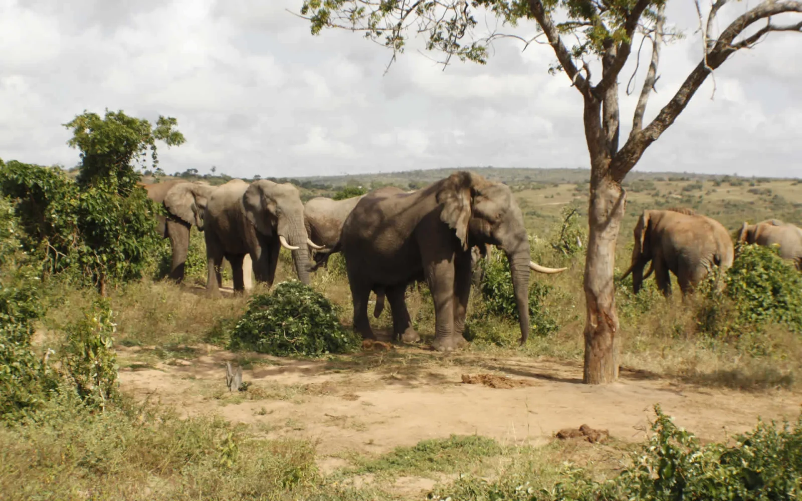 Eine kleine Herde Waldelefanten bewegt sich durch den Mwaluganje-Korridor — Kenias erstes gemeindeeigenes Wildtierschutzgebiet, 1995 gegründet, um das nördliche Mwaluganje Forest Reserve über 24.000 Acres ehemals kultivierten Landes mit dem Shimba Hills NR zu verbinden.