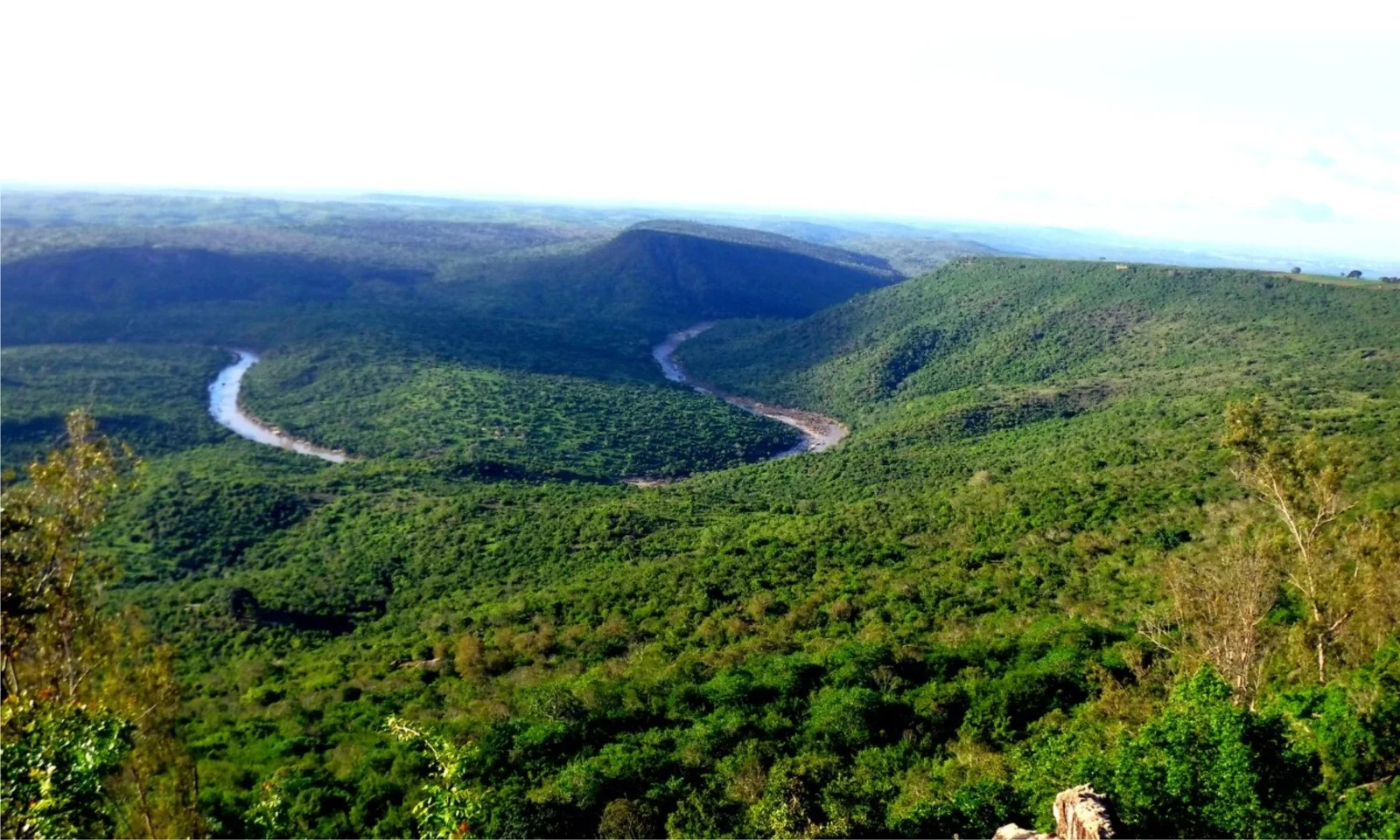 Une forêt côtière à canopée fermée le long du sentier descendant, avec de hauts Manilkara