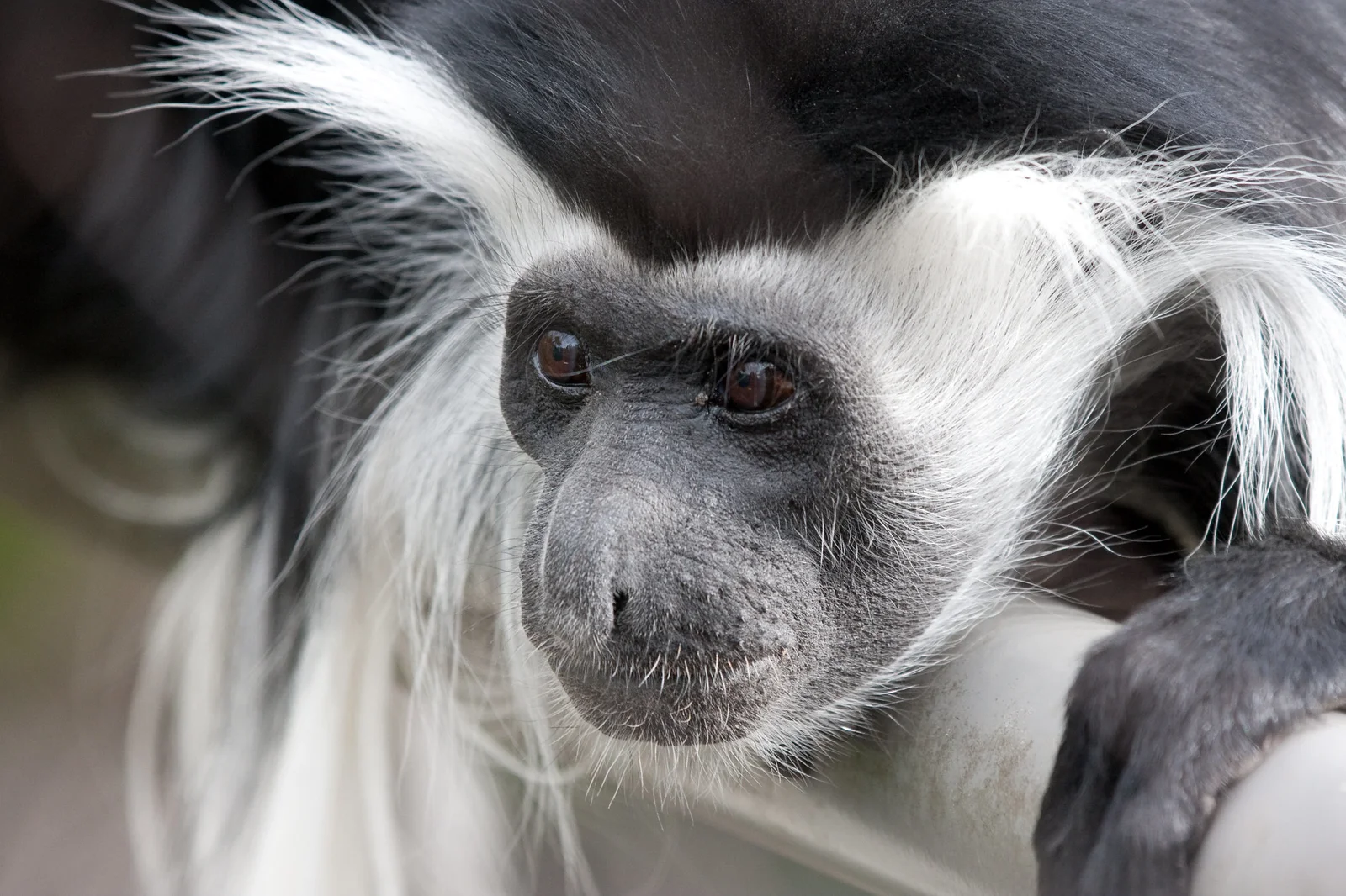 Ein Angola-Guereza bewegt sich durch das hohe Kronendach des Küstenregenwaldes von Shimba — eine der lokal vorkommenden Primatenarten, neben Sykes-Meerkatze, Grünmeerkatze und Pavian, die der geschlossene Wald des Reservats schützt.