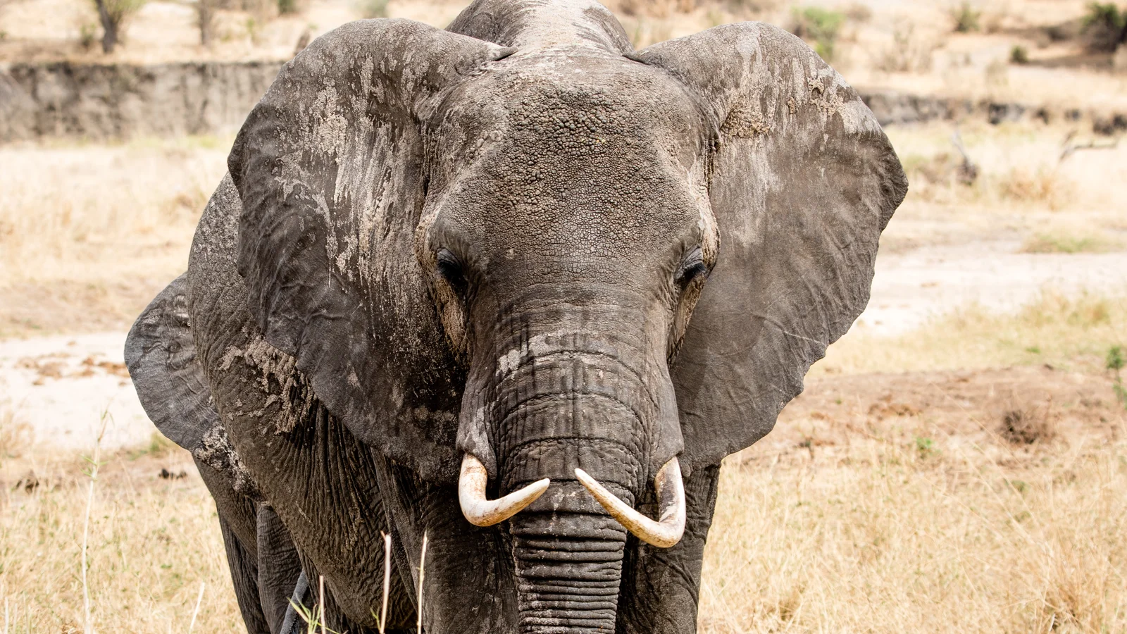 Matriarca elefante guiando a su manada por el bosque de baobabs de Tarangire