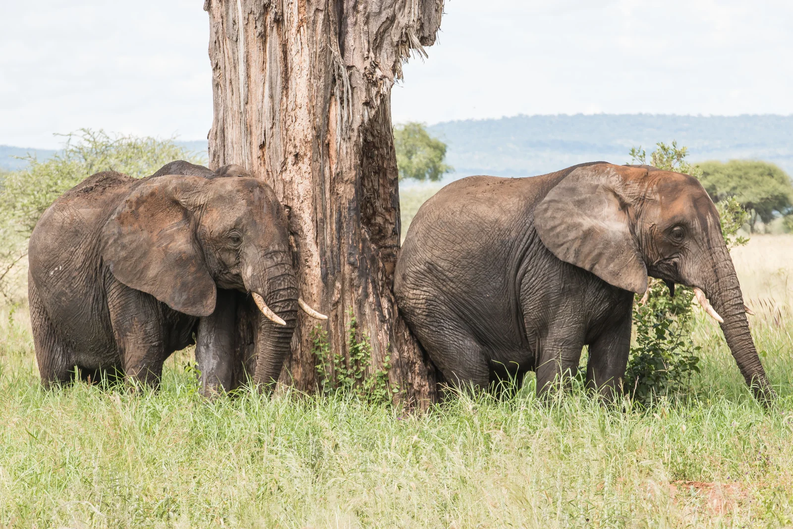 Elefante macho arrancando corteza de un antiguo baobab