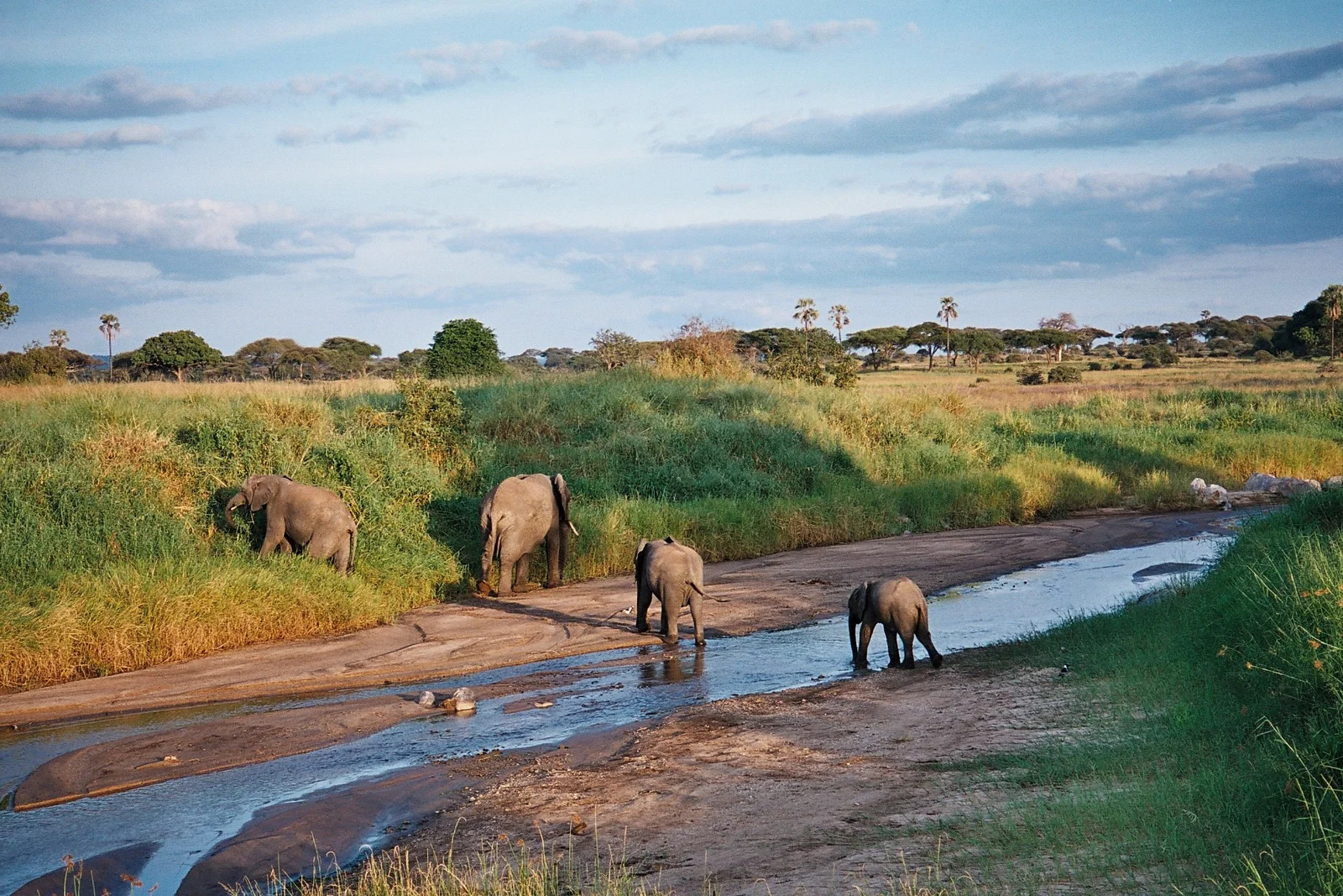 Crías de elefante jugando en el polvo rojo junto al río Tarangire