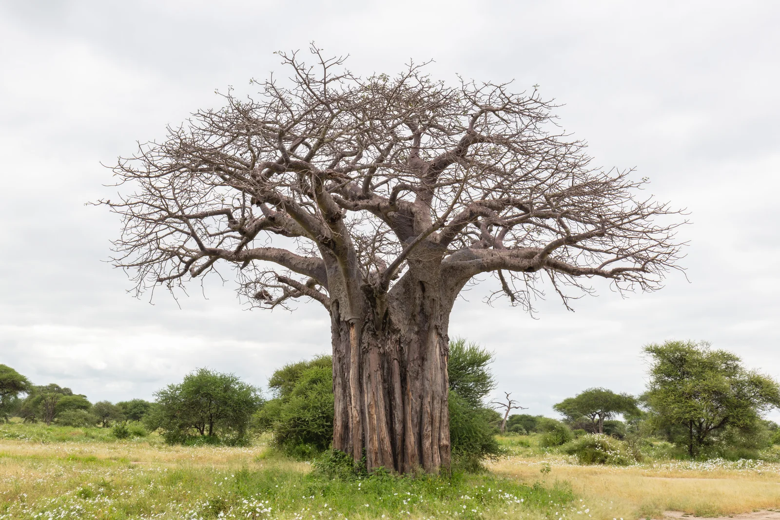 Imponente baobab con su característico tronco en forma de botella siluetado contra un dorado atardecer de Tarangire