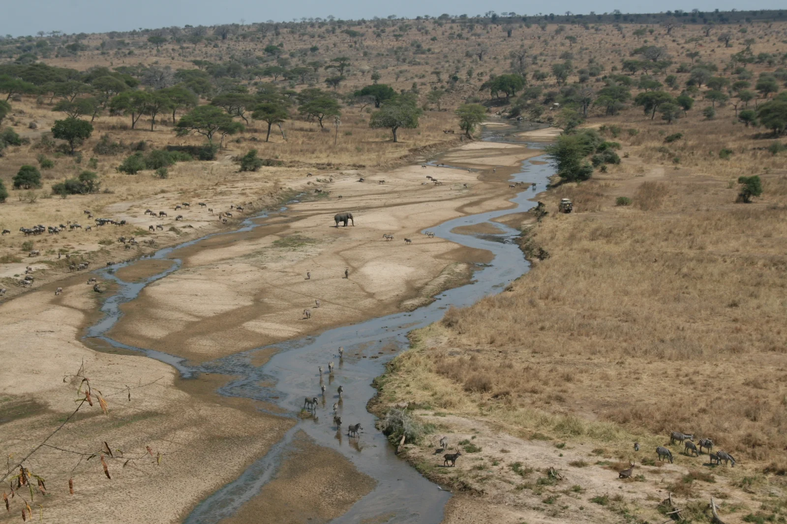 Tarangire en temporada seca, con hierba dorada y elefantes junto al polvoriento río