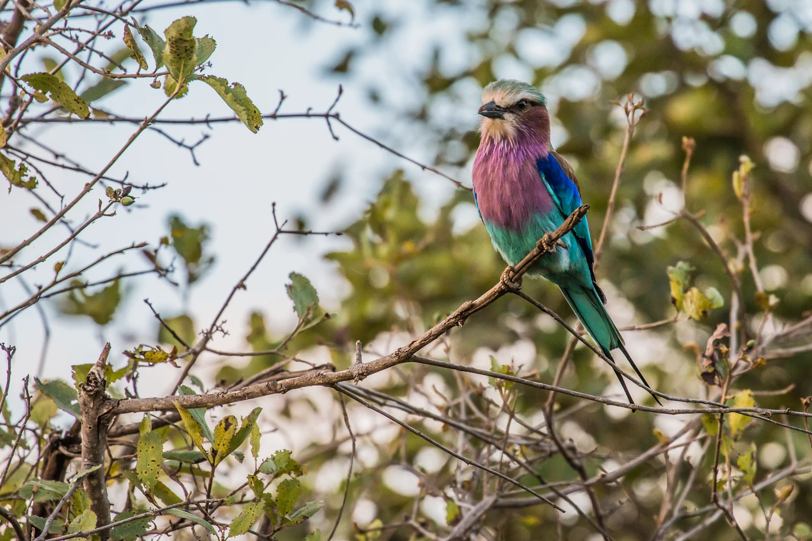 Guía de safari a pie liderando a los huéspedes por el bosque de Tarangire