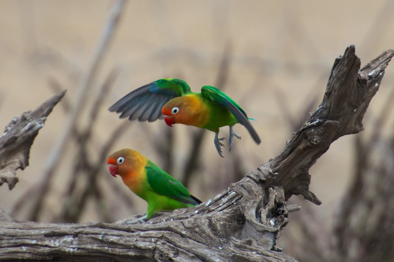 Inseparables de collar amarillo posados en una rama en Tarangire