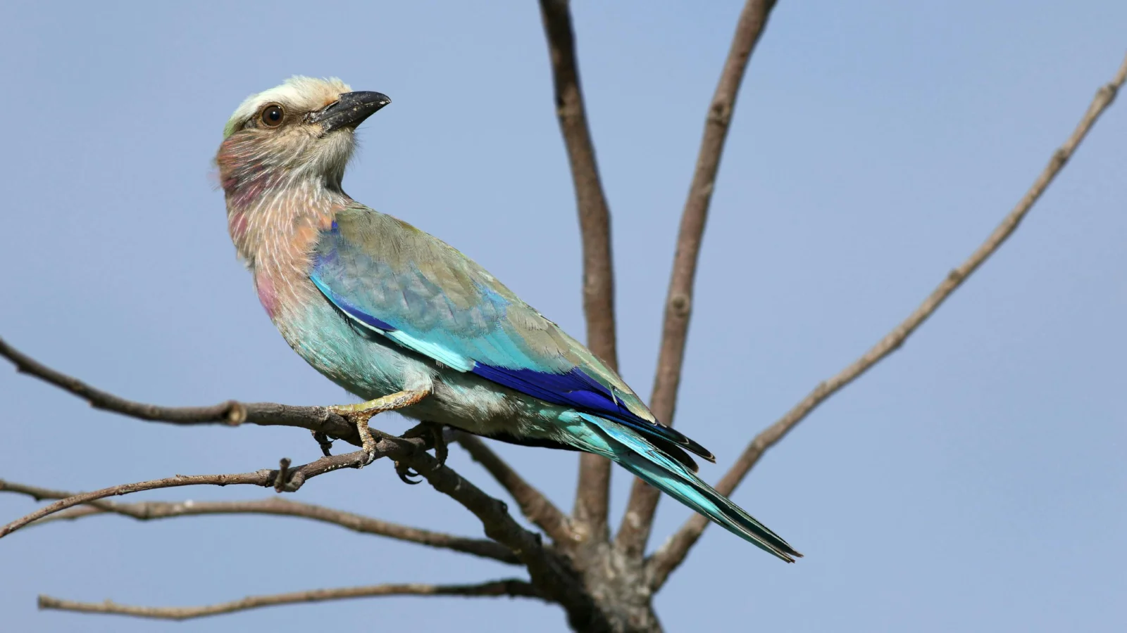 Carraca lila en vuelo sobre los pastizales de Tarangire