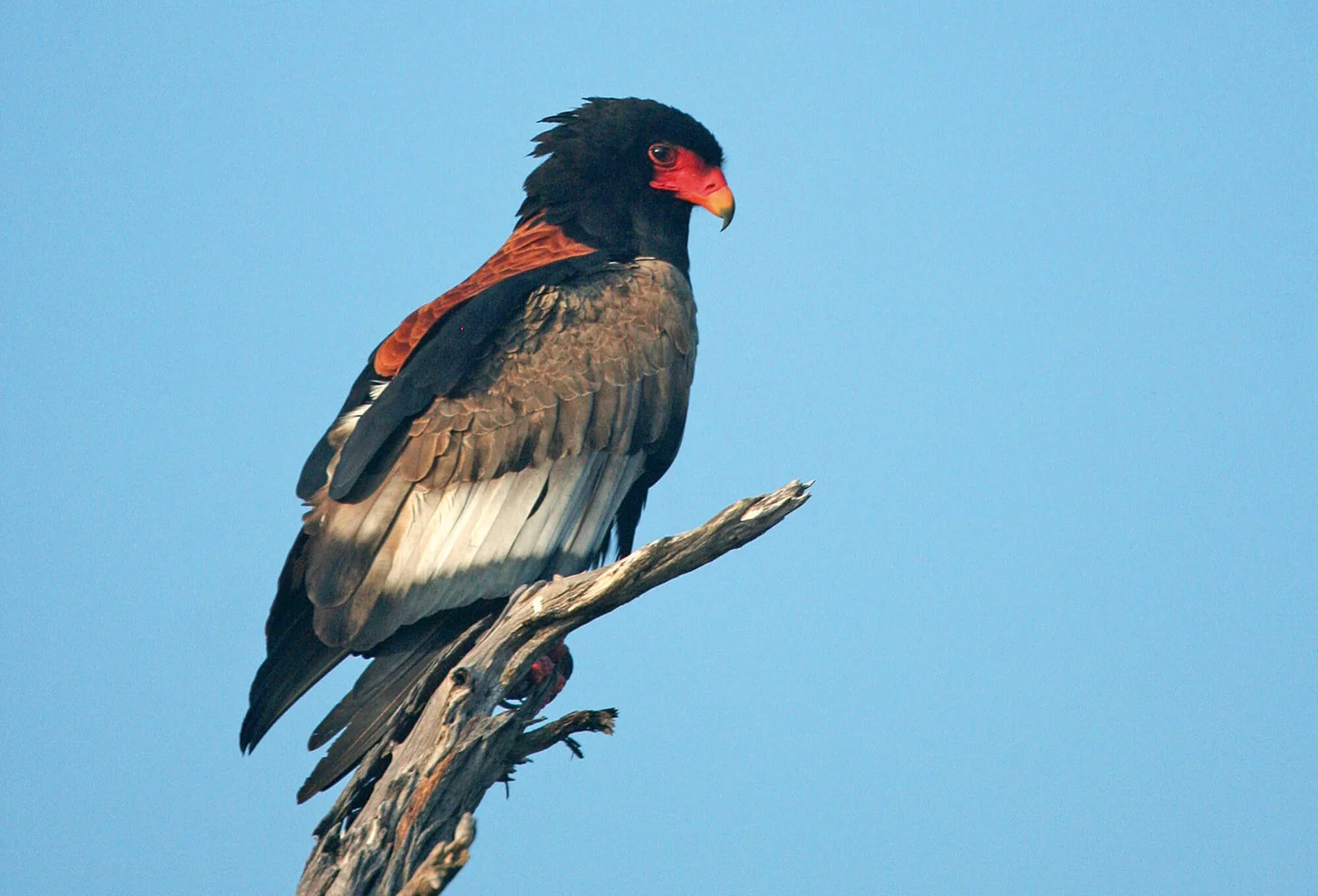 Águila culebrera batateur planeando sobre el valle del río Tarangire