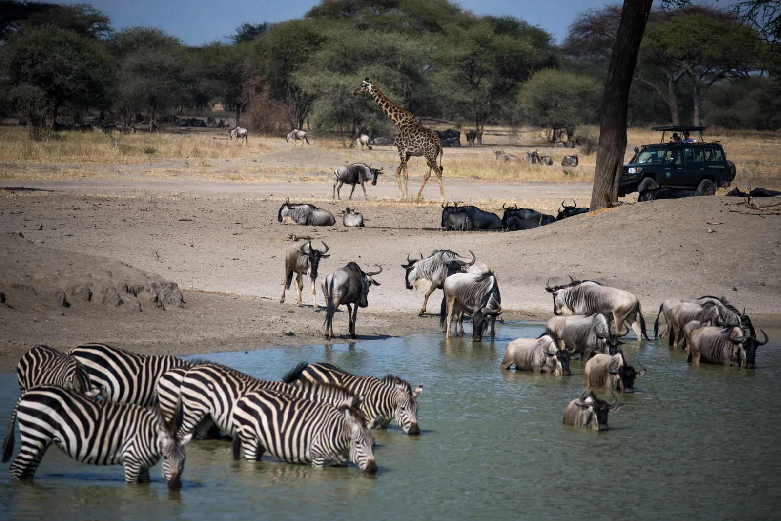 Vehículo de safari acercándose a Minjingu Gate, la puerta de Tarangire, con el bosque de acacias del parque visible al fondo