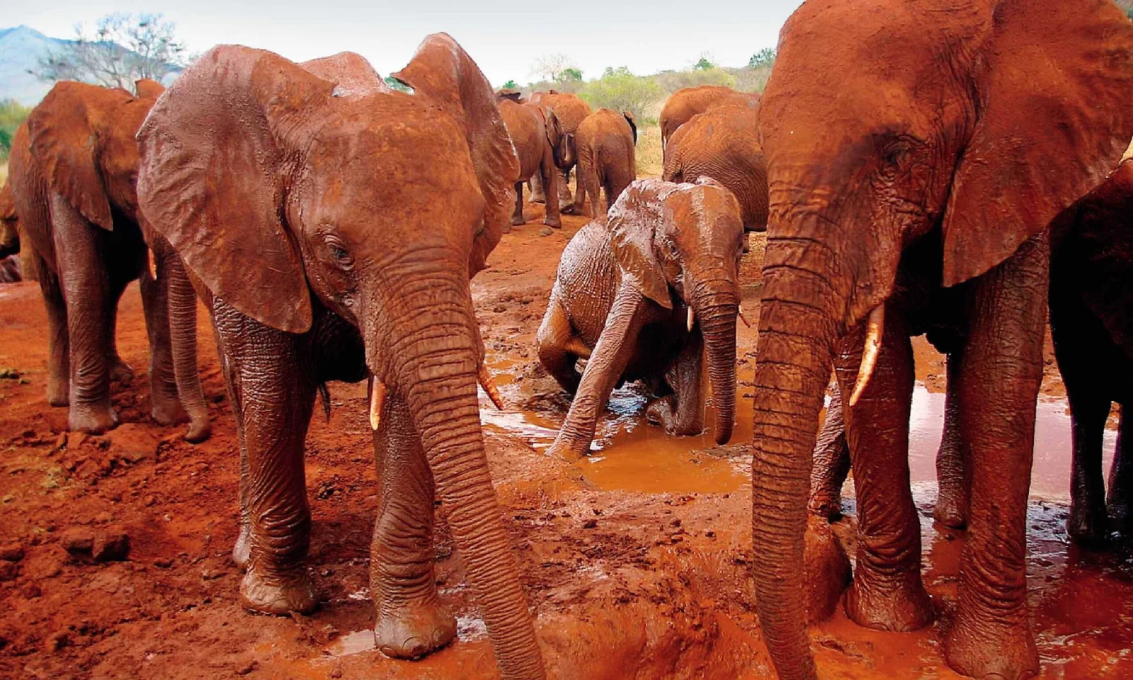 Eine Herde staubgebadeter Tsavo-Elefanten trinkt am Galana-Fluss, im Hintergrund Dumpalmen