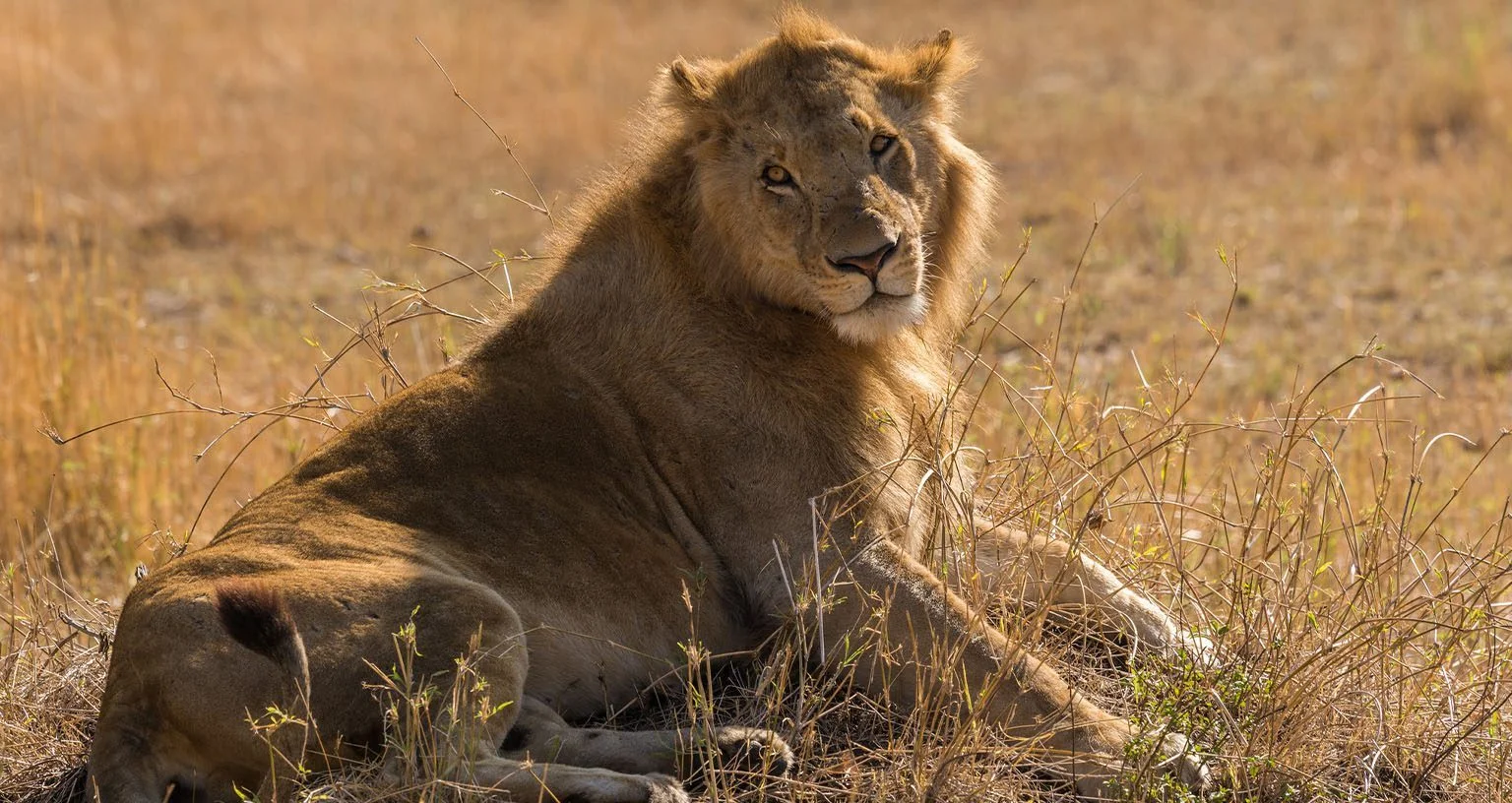 Un característico macho de león de Tsavo sin melena sobre un kopje — el fenotipo regional moldeado por el hábitat de matorral espinoso y el clima cálido y seco.