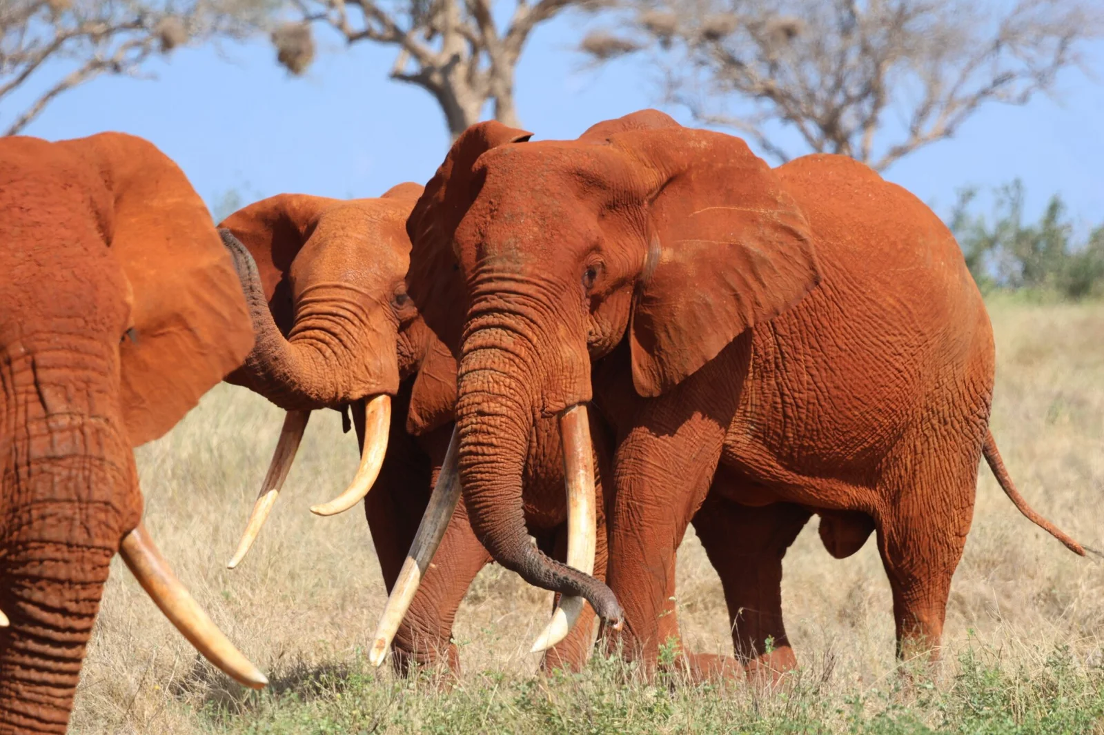 Elefantes de polvo rojo bebiendo en la presa de Aruba a última hora de la tarde — la fotografía emblemática de Tsavo East que ningún otro parque keniano ofrece exactamente con el mismo color.